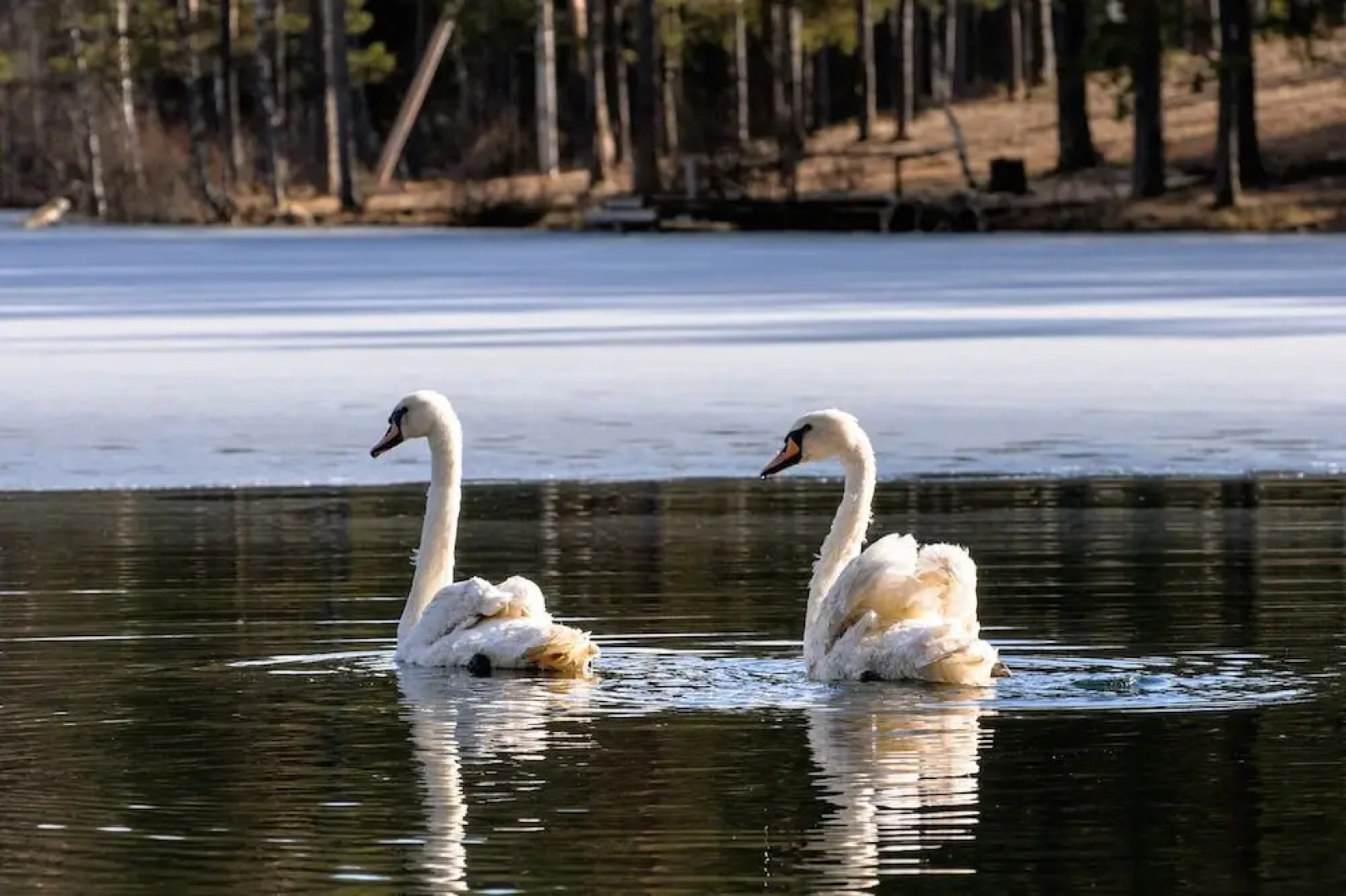 Отель «Шишки на Лампушке — Каса де Кампо»