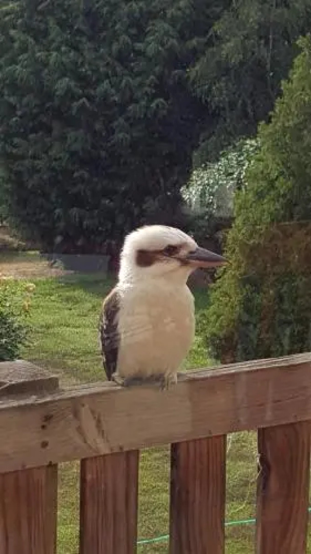 Wisteria Lodge Bed and Breakfast