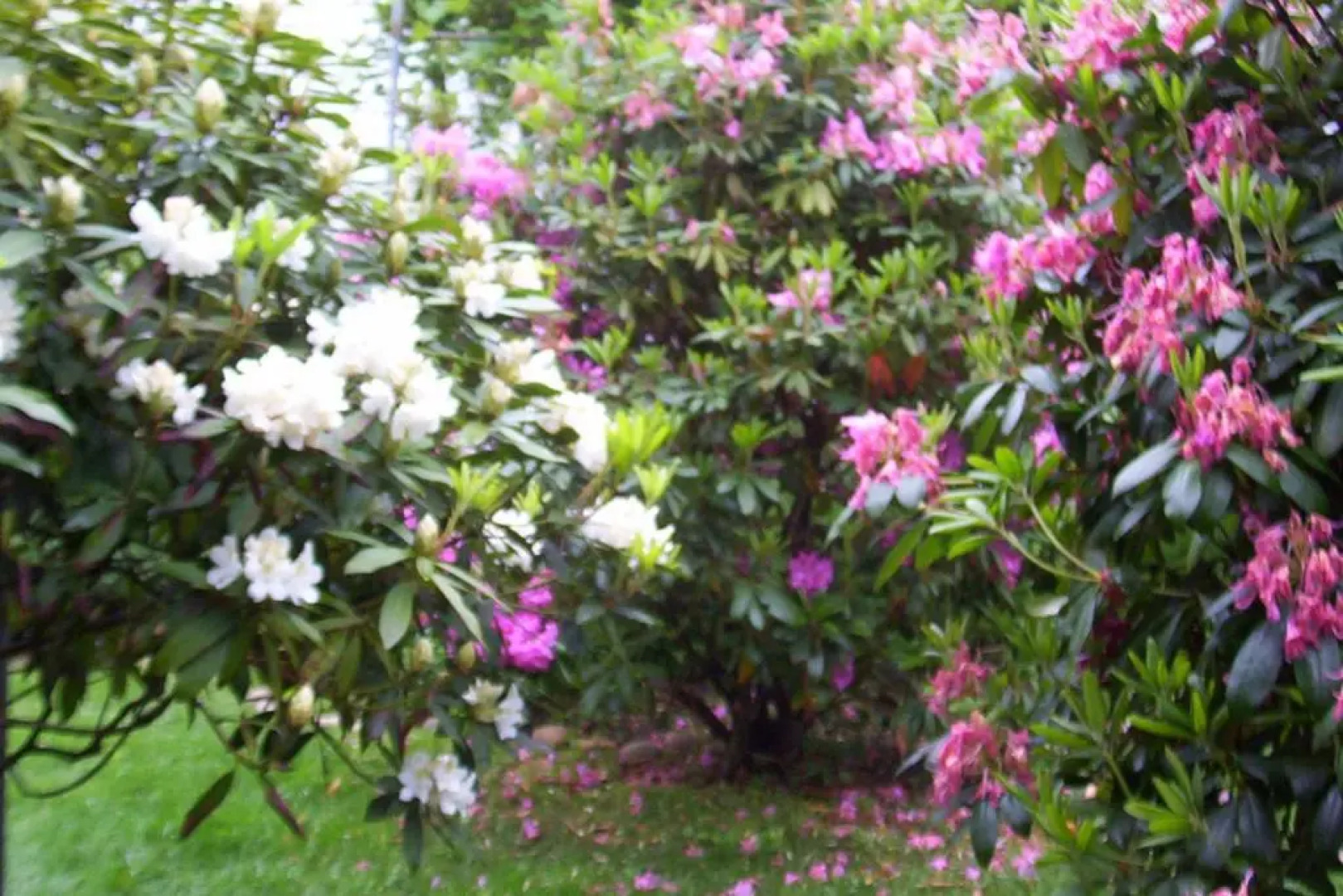 Arbor View House B&B