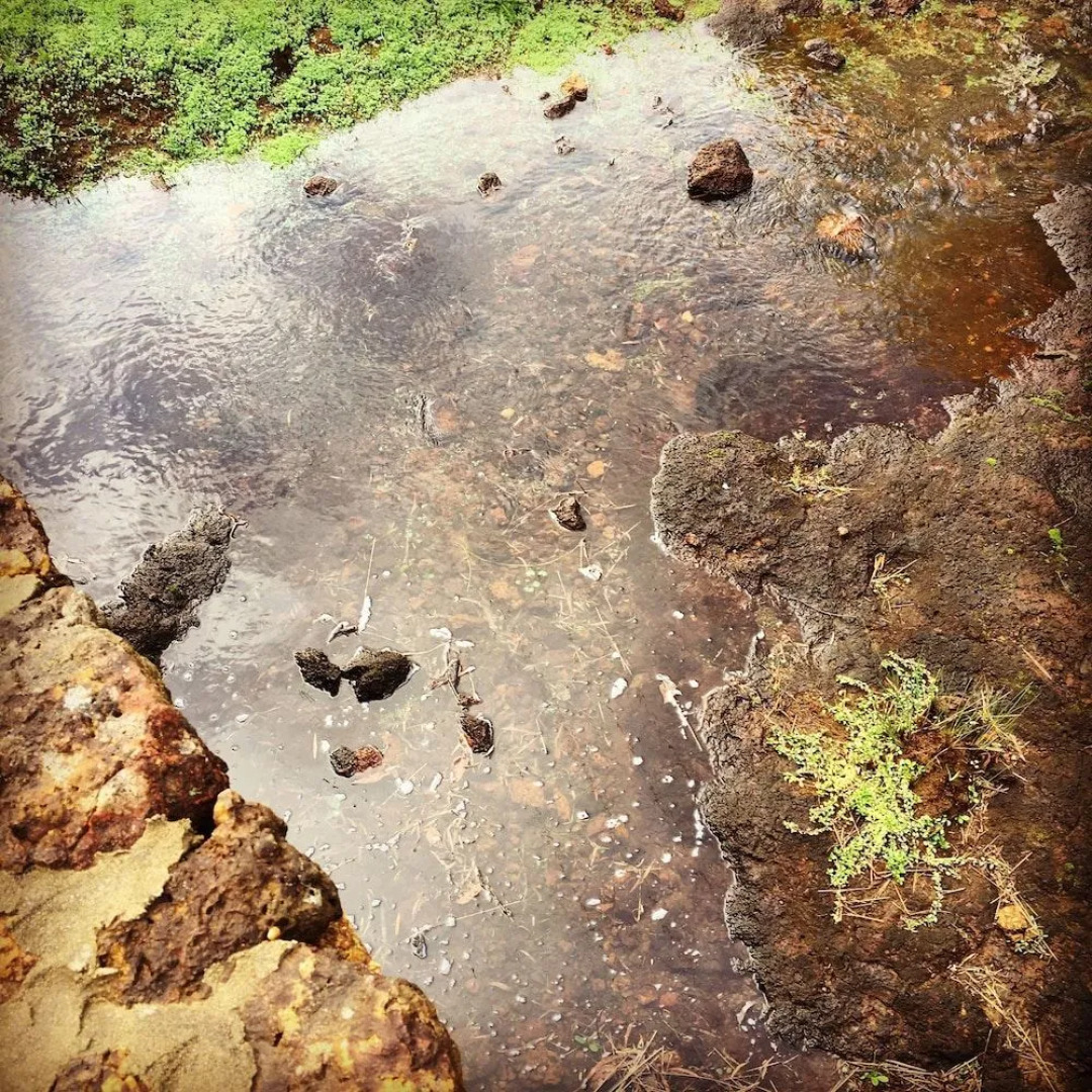 Island Brook Estate Vineyard and Chalets