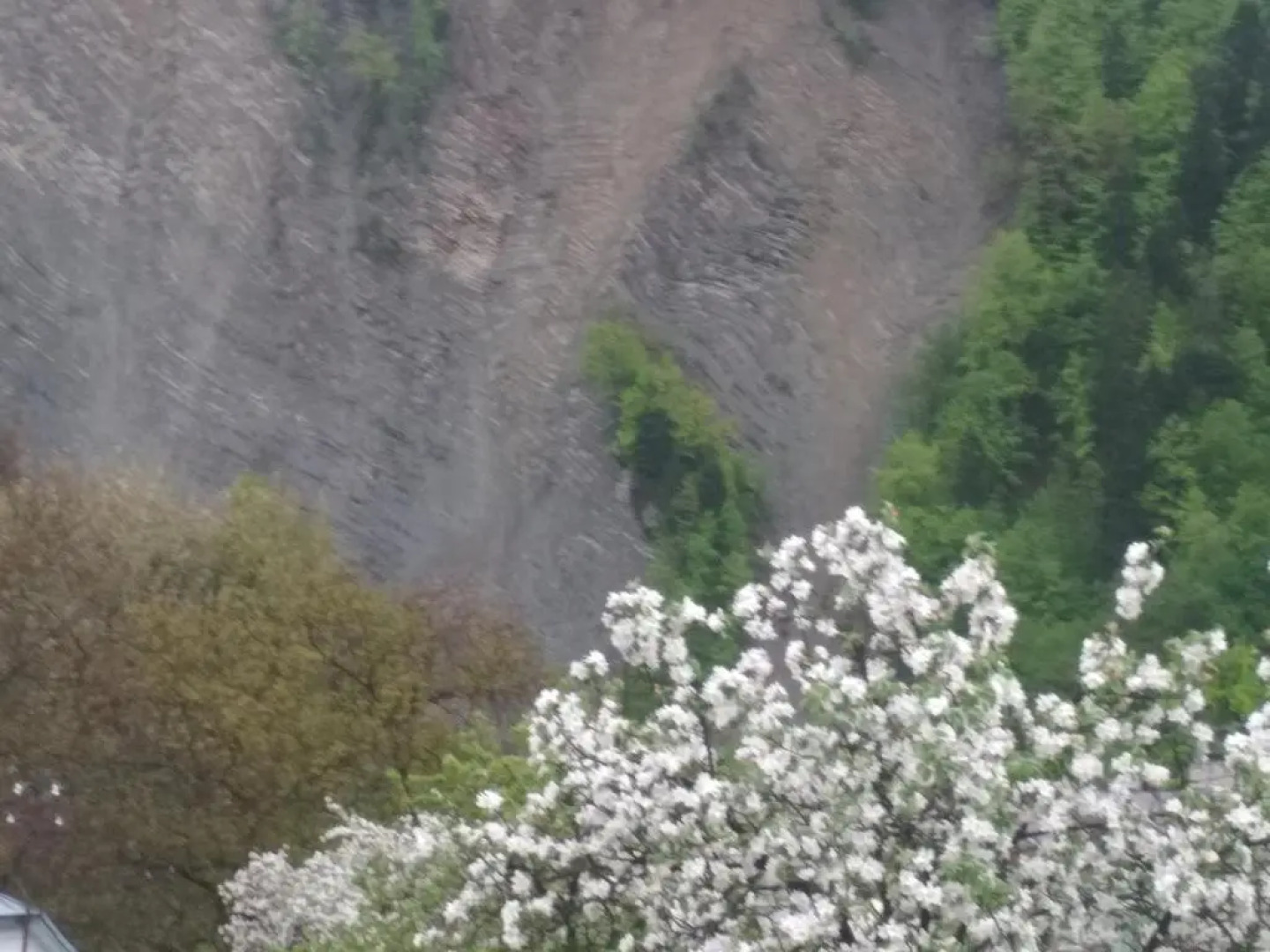 Zelena Sadyba Bila Stavka