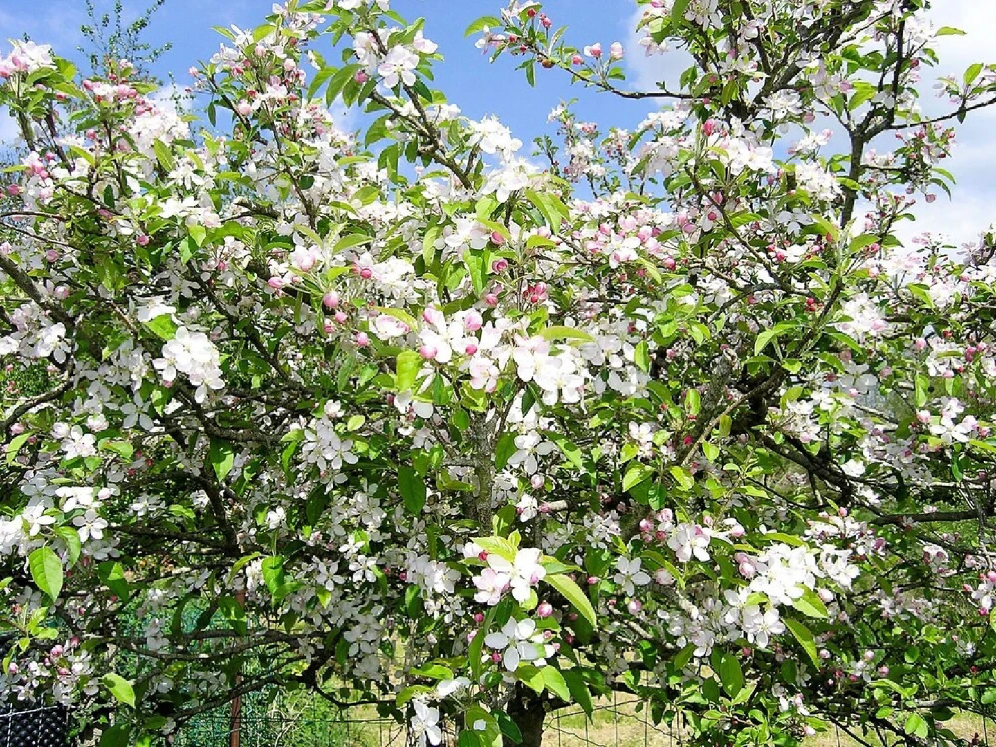 Idyllic House in the Finistere, Brittany, With 4 Bedrooms and Large, F