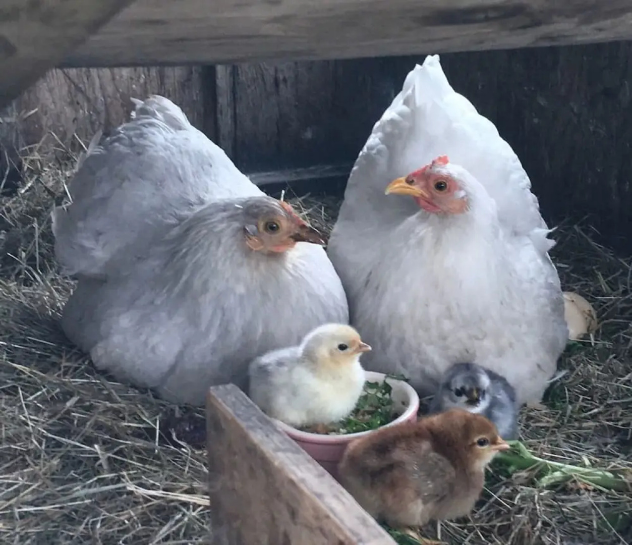 Charming 2-bed Cottage in Templecombe