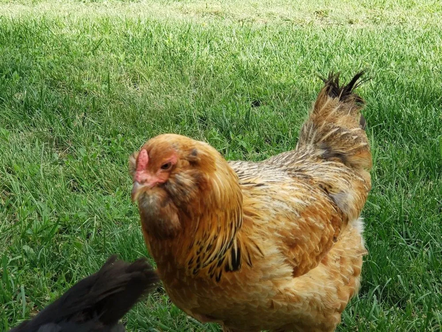Lofty Living Bud and Breakfast
