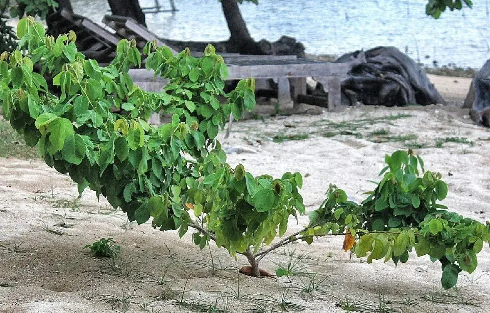 Walai Penyu Resort - Campground