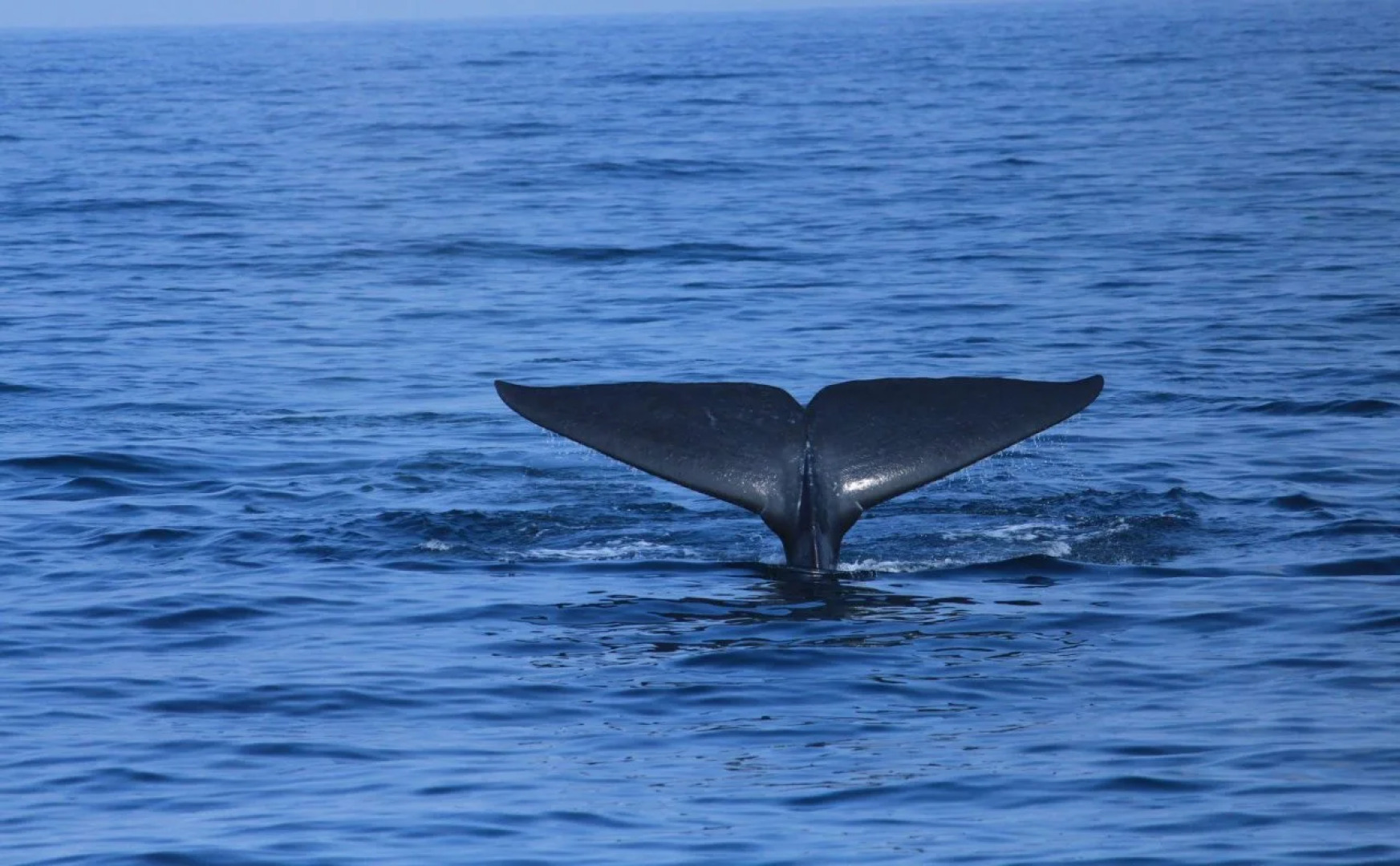 Palm Resort Nilaveli