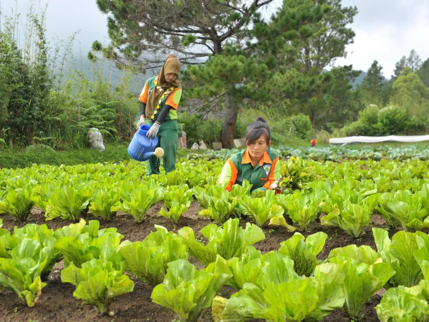 Taman Simalem Resort