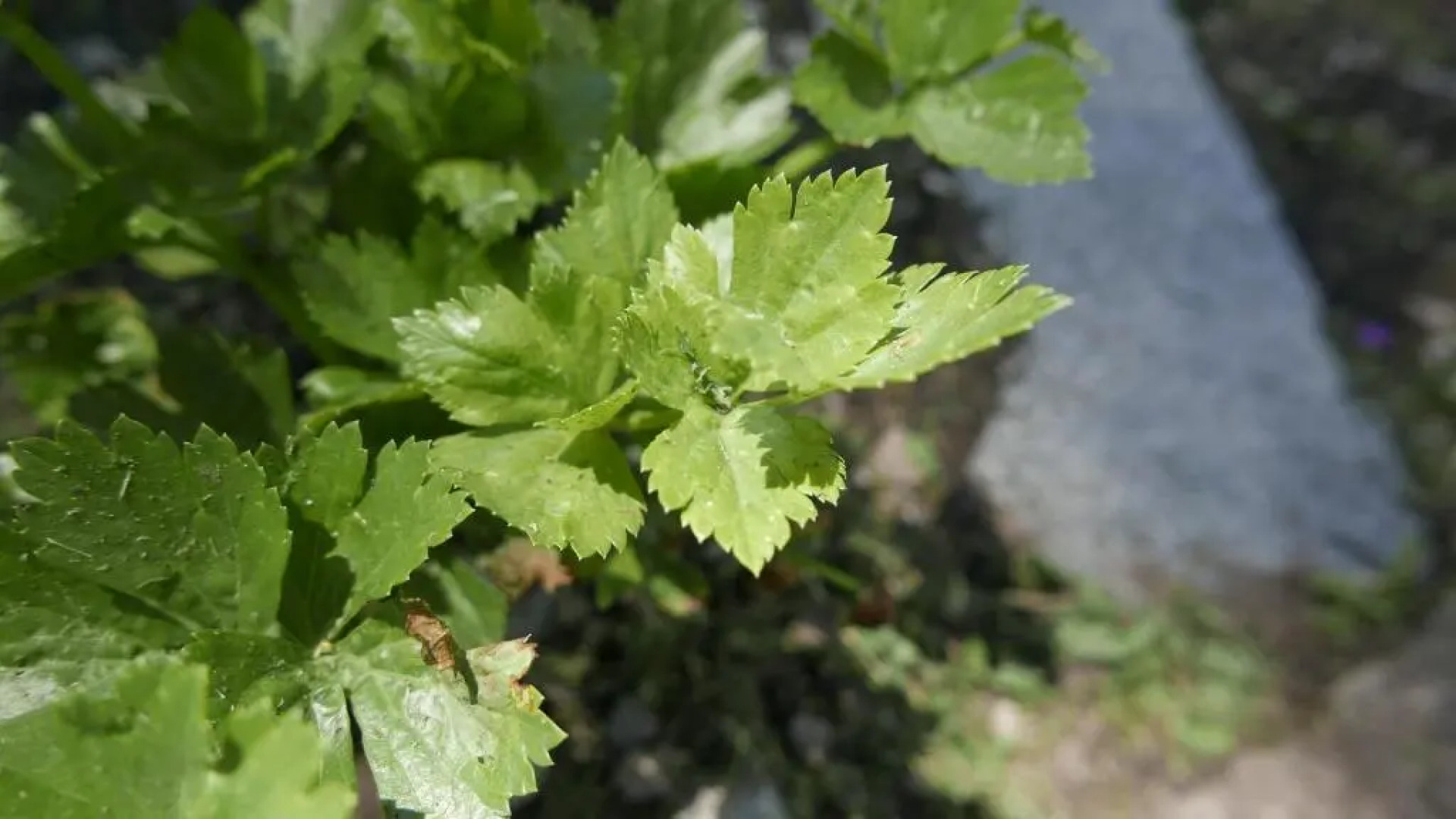 Quater Apartments - Tremezzina