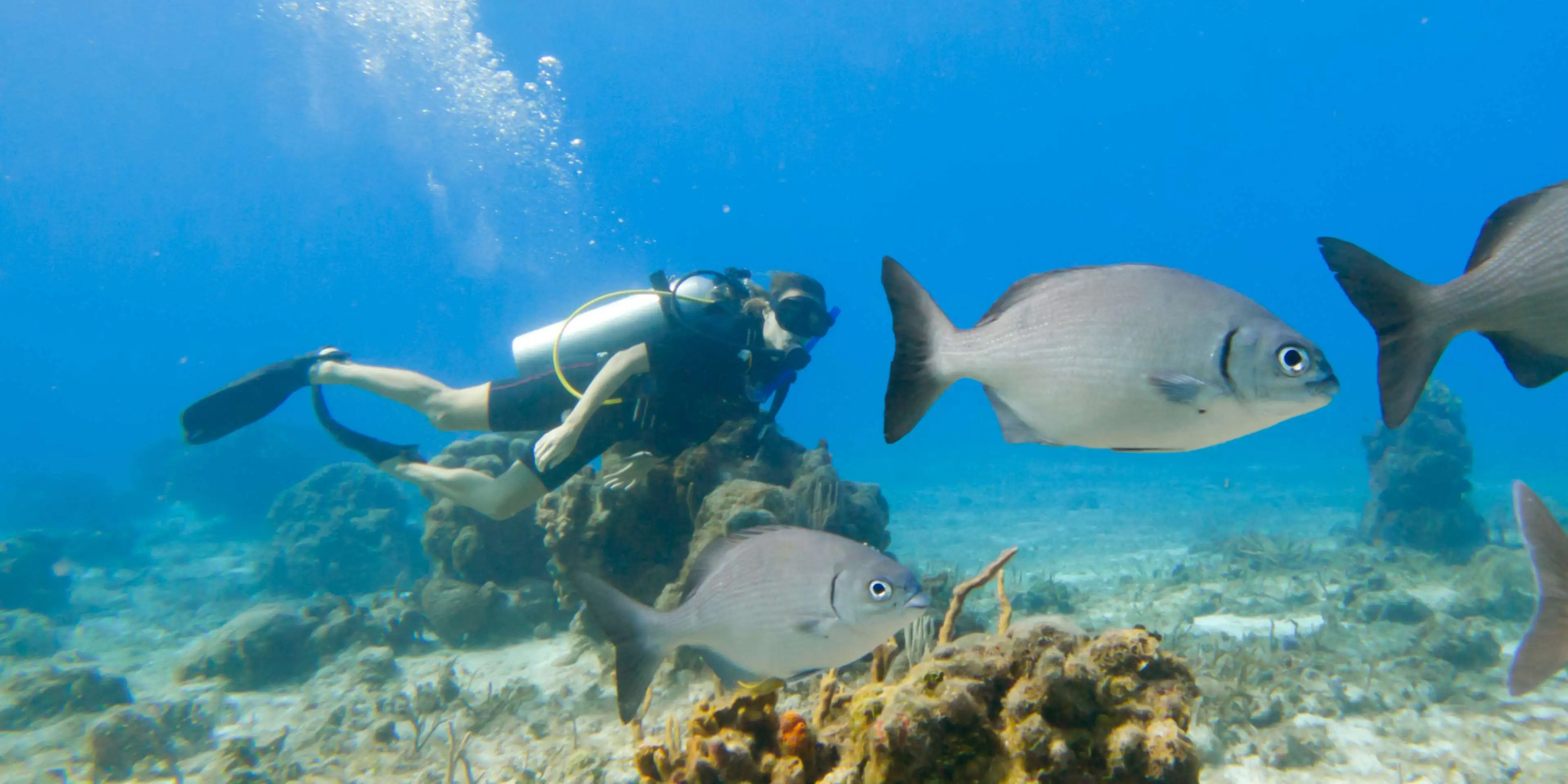 Occidental Cozumel - All Inclusive