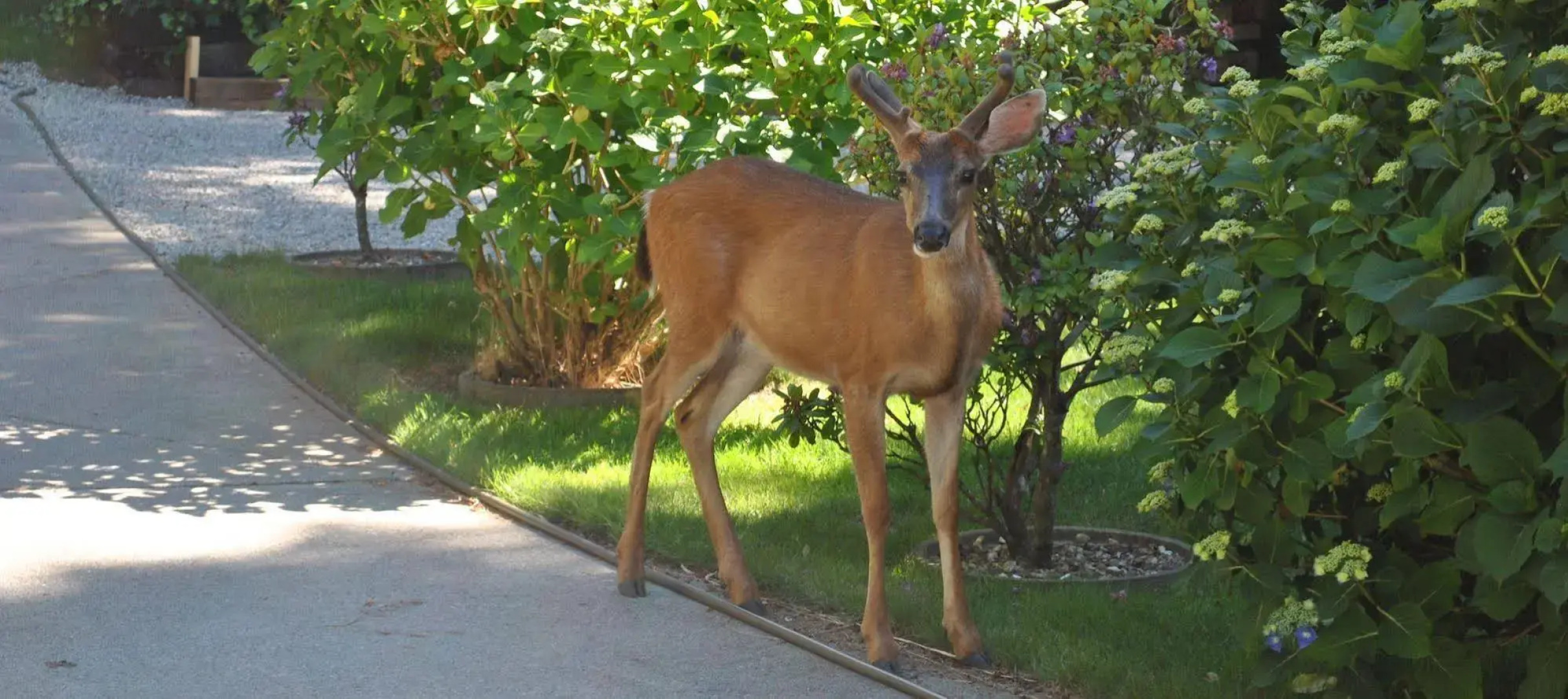 Madeira Park Vacation Suite