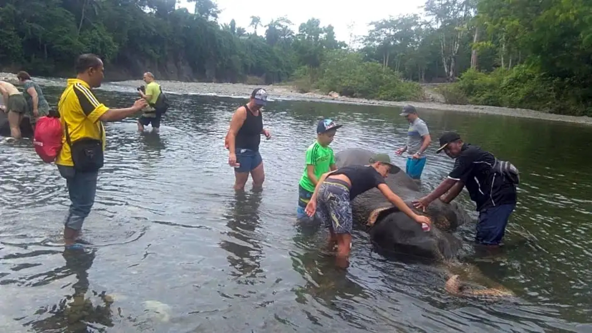 Green Forest Tangkahan