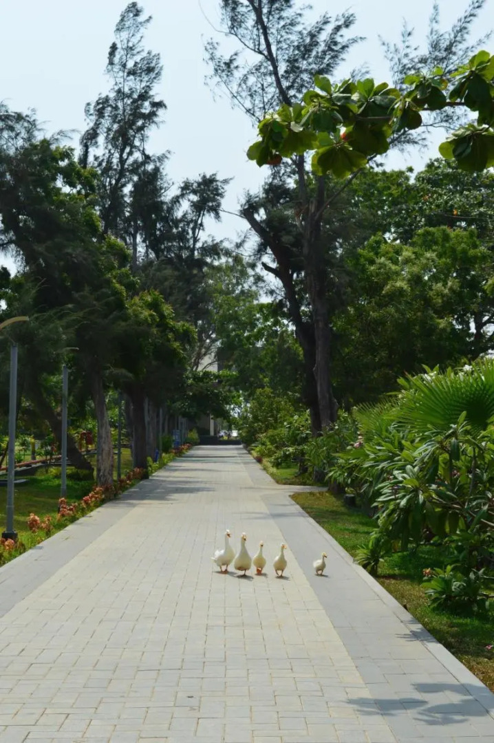 Welcomhotel by ITC Hotels, Kences Palm Beach, Mamallapuram