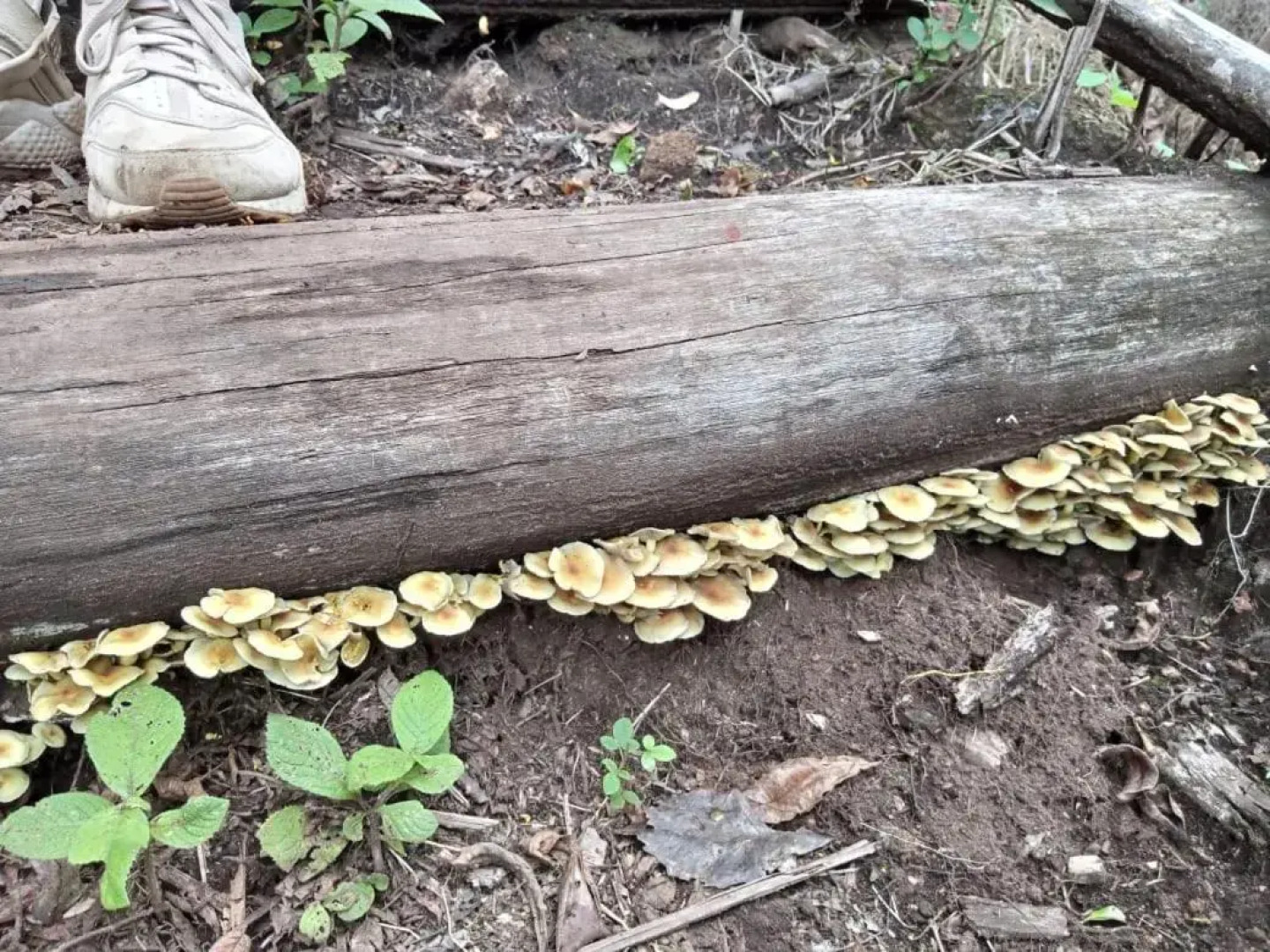 Two bedroom apartment, with balcony