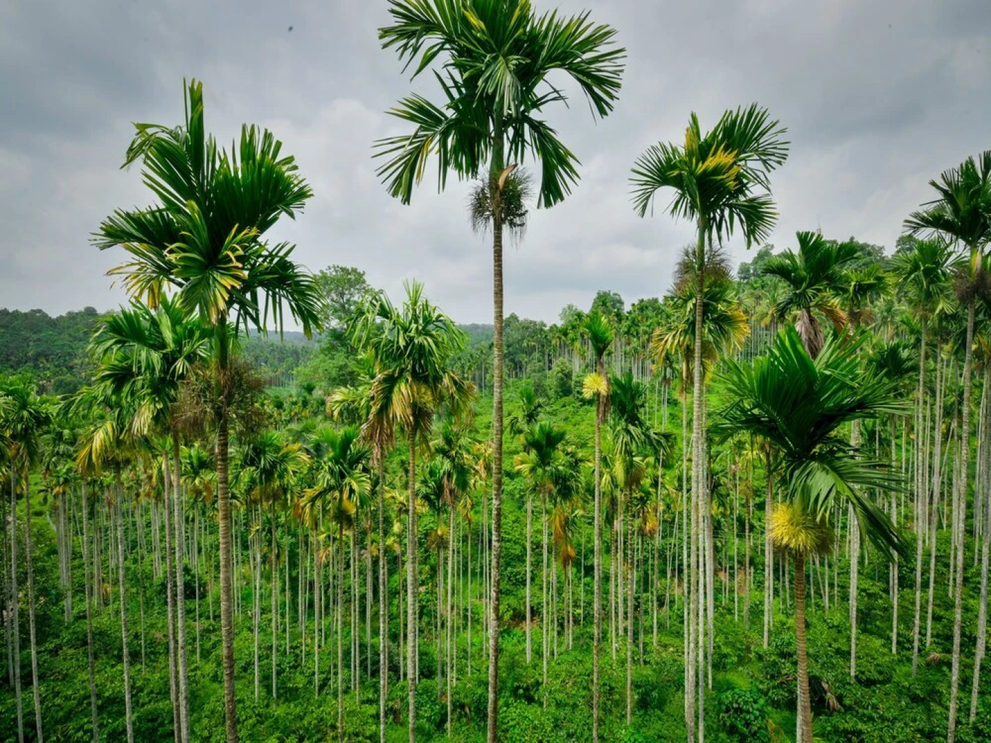 Wayanadia Resort Hotel