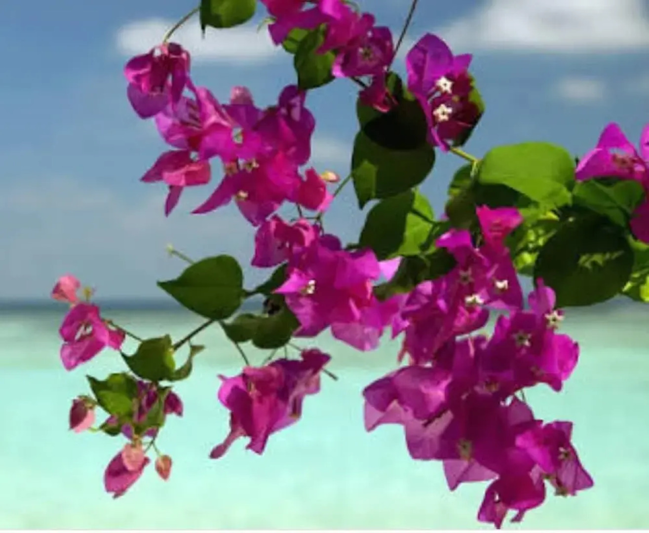 Pacific Harbour Villas