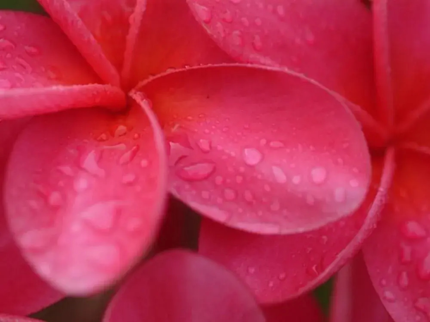 Waipouli Beach Resort F301