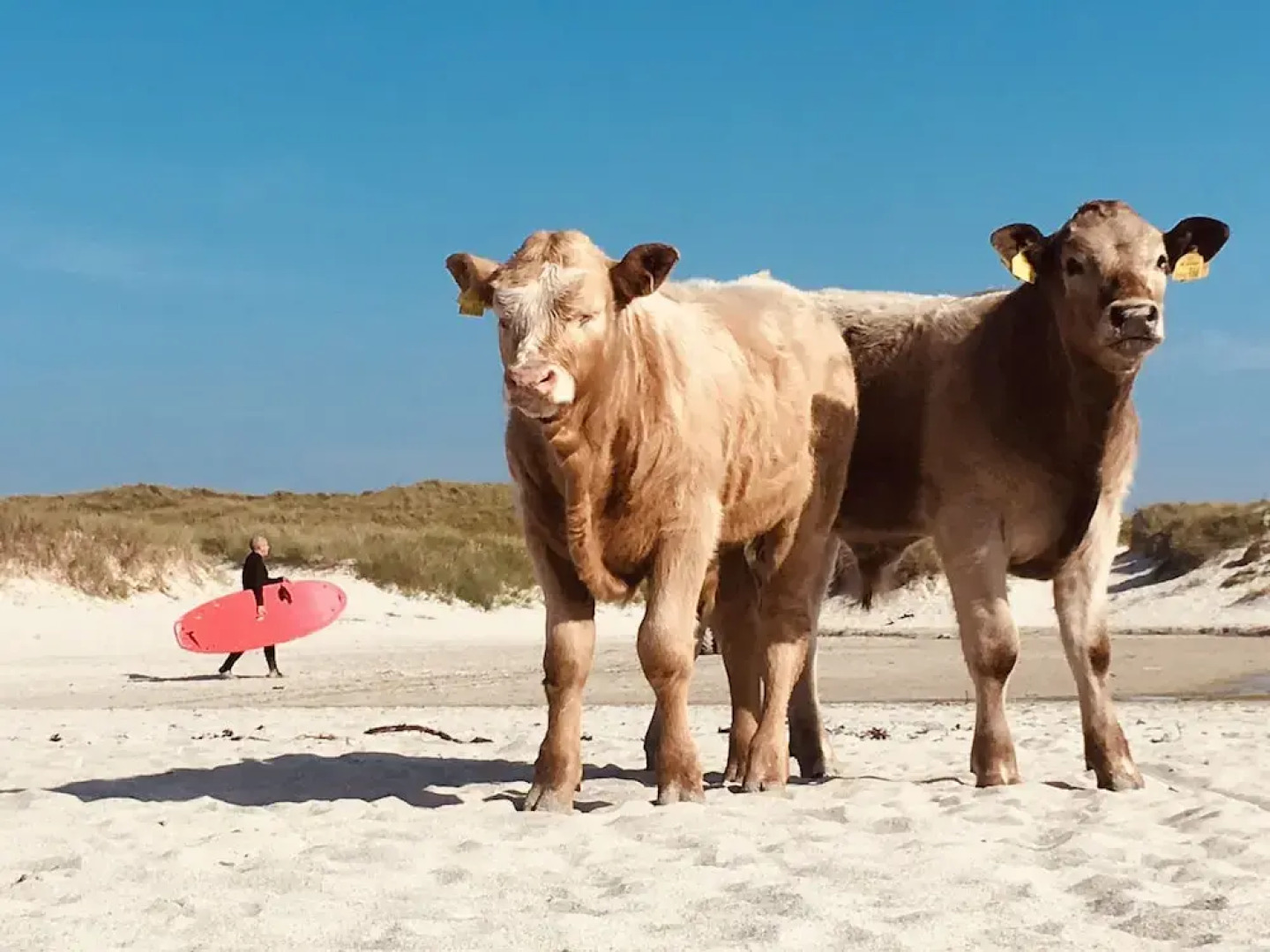 Kirkapol Beach Pod Sleeps 2 With Views