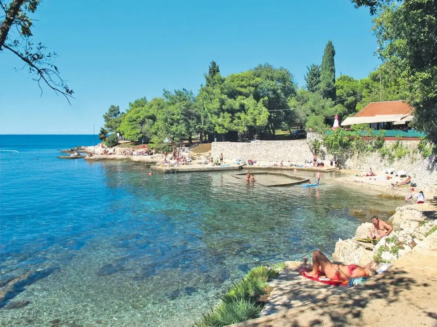 Hibiskus Tadini in Tadini