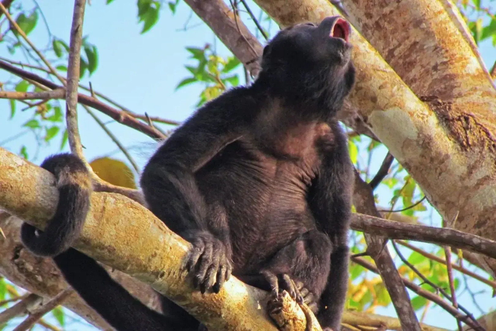 The Resort at Isla Palenque