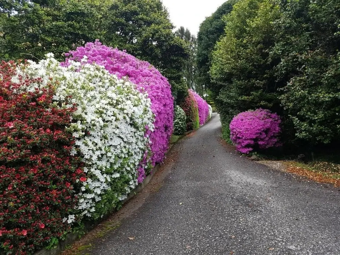 BMP Apartment Camelia