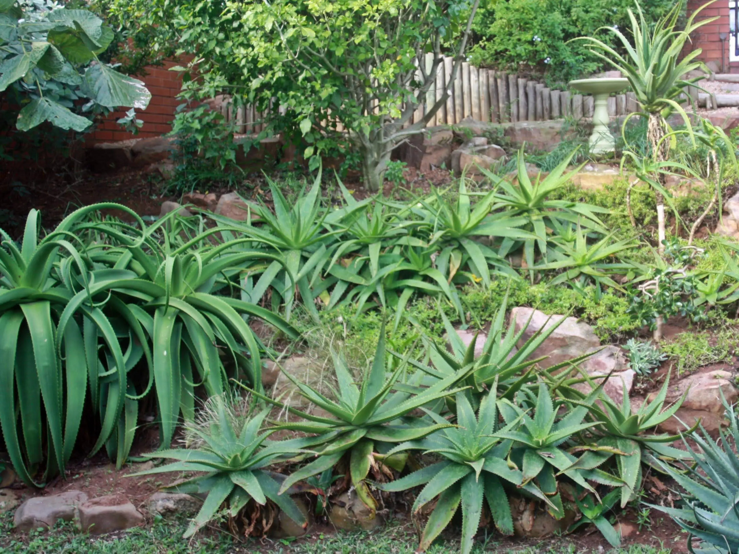 Mackaya Bella Guest House