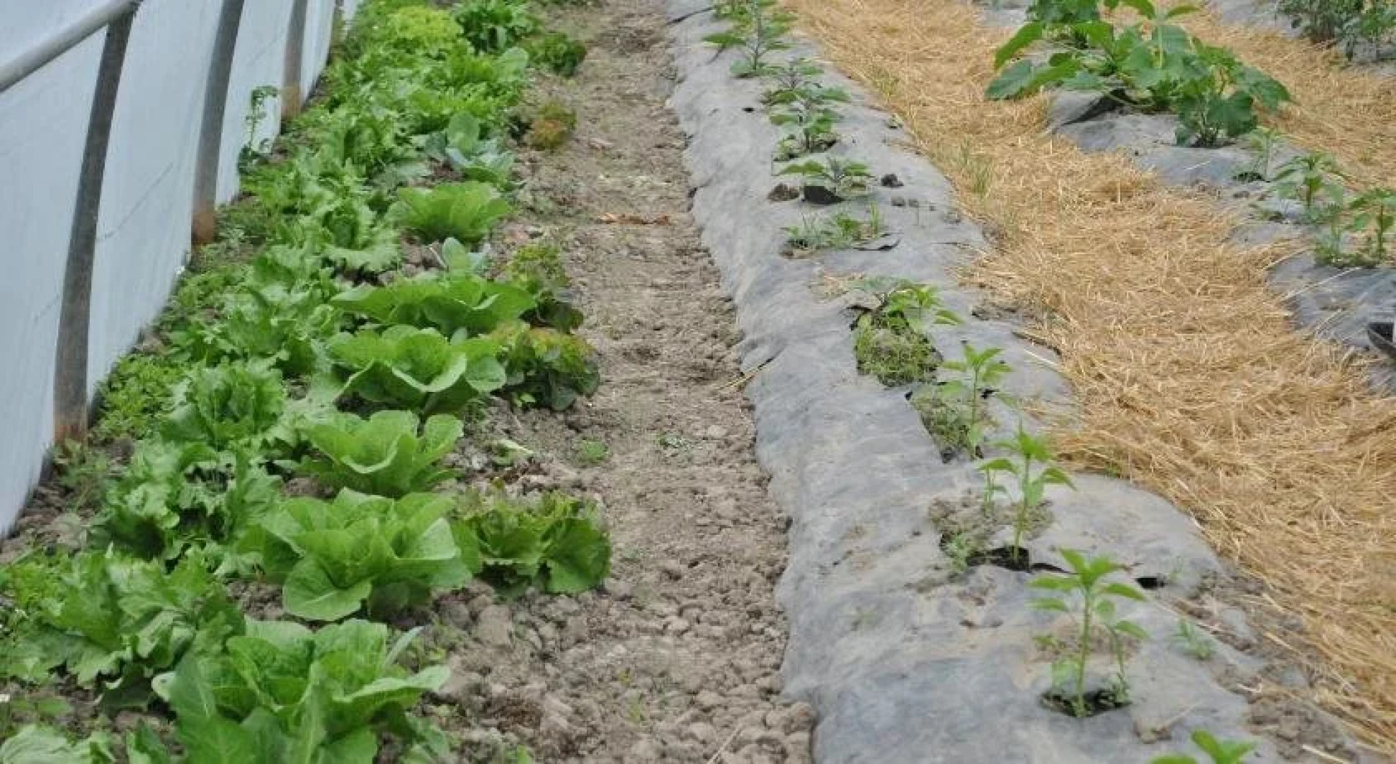 La Lanterna di Guiglia