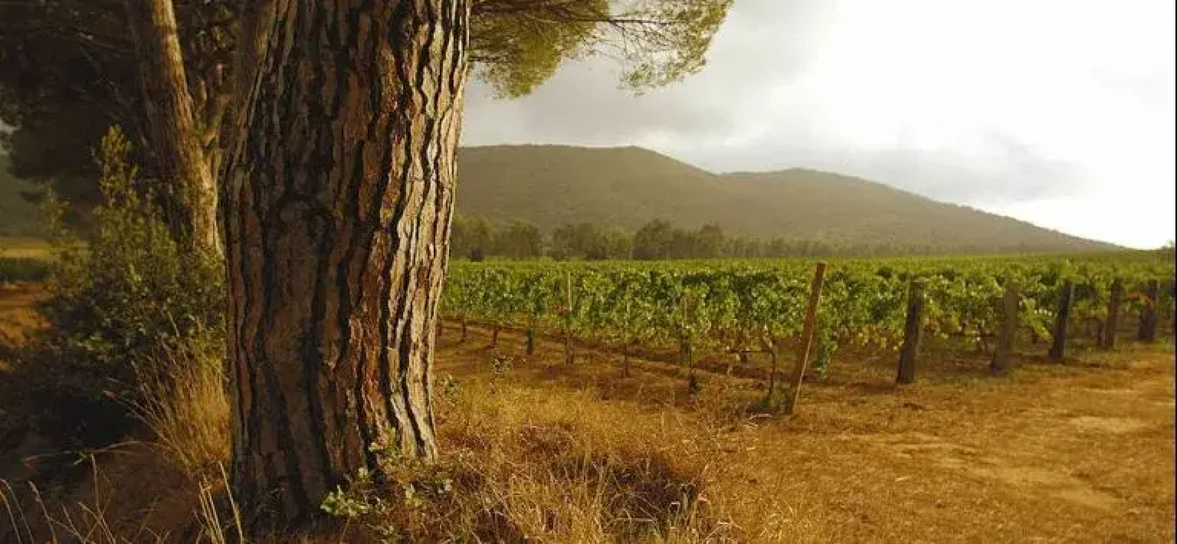 Tenuta La Parrina