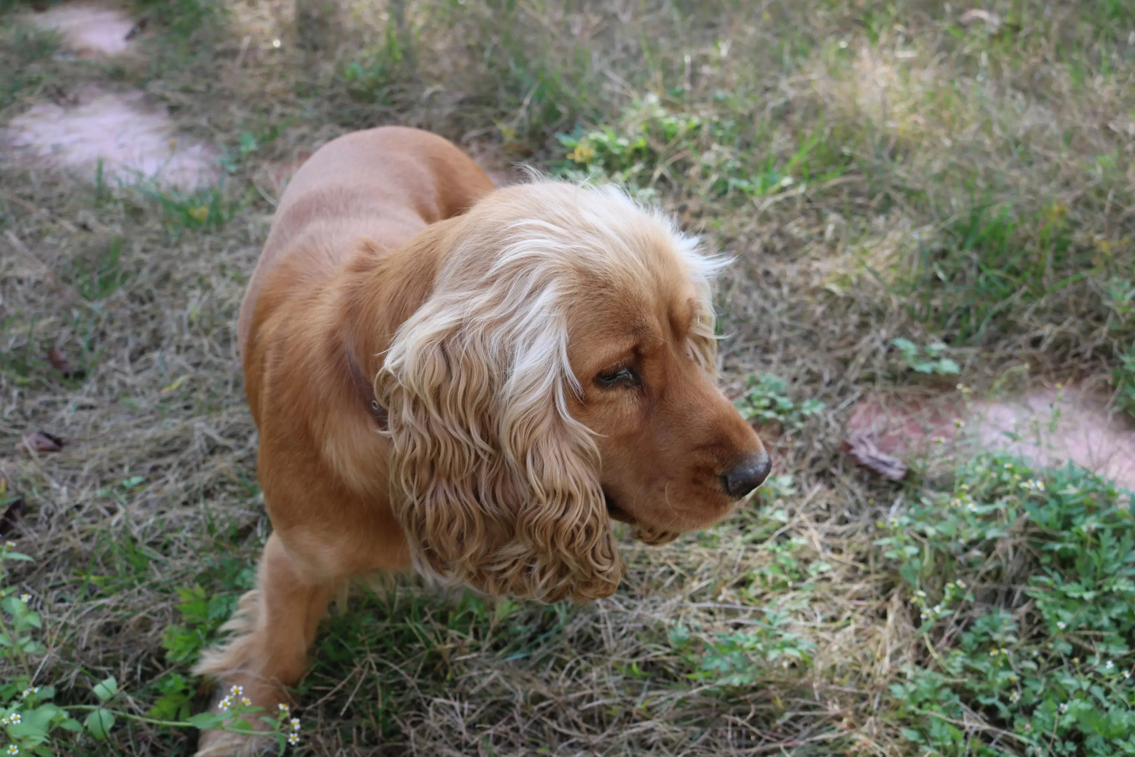 Гостевой дом «Вашловани»