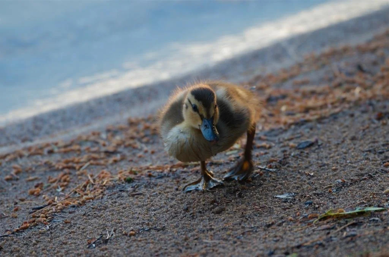 Normandale Century Inn
