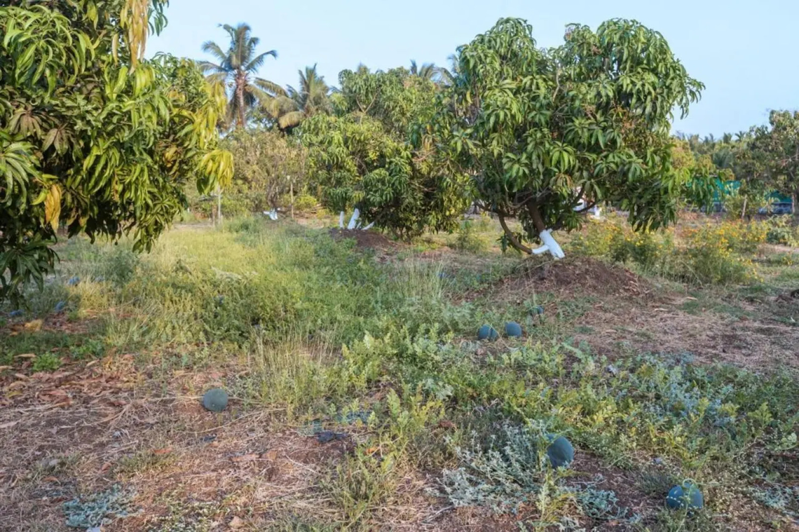 SaffronStays Serene Retreat, Alibaug