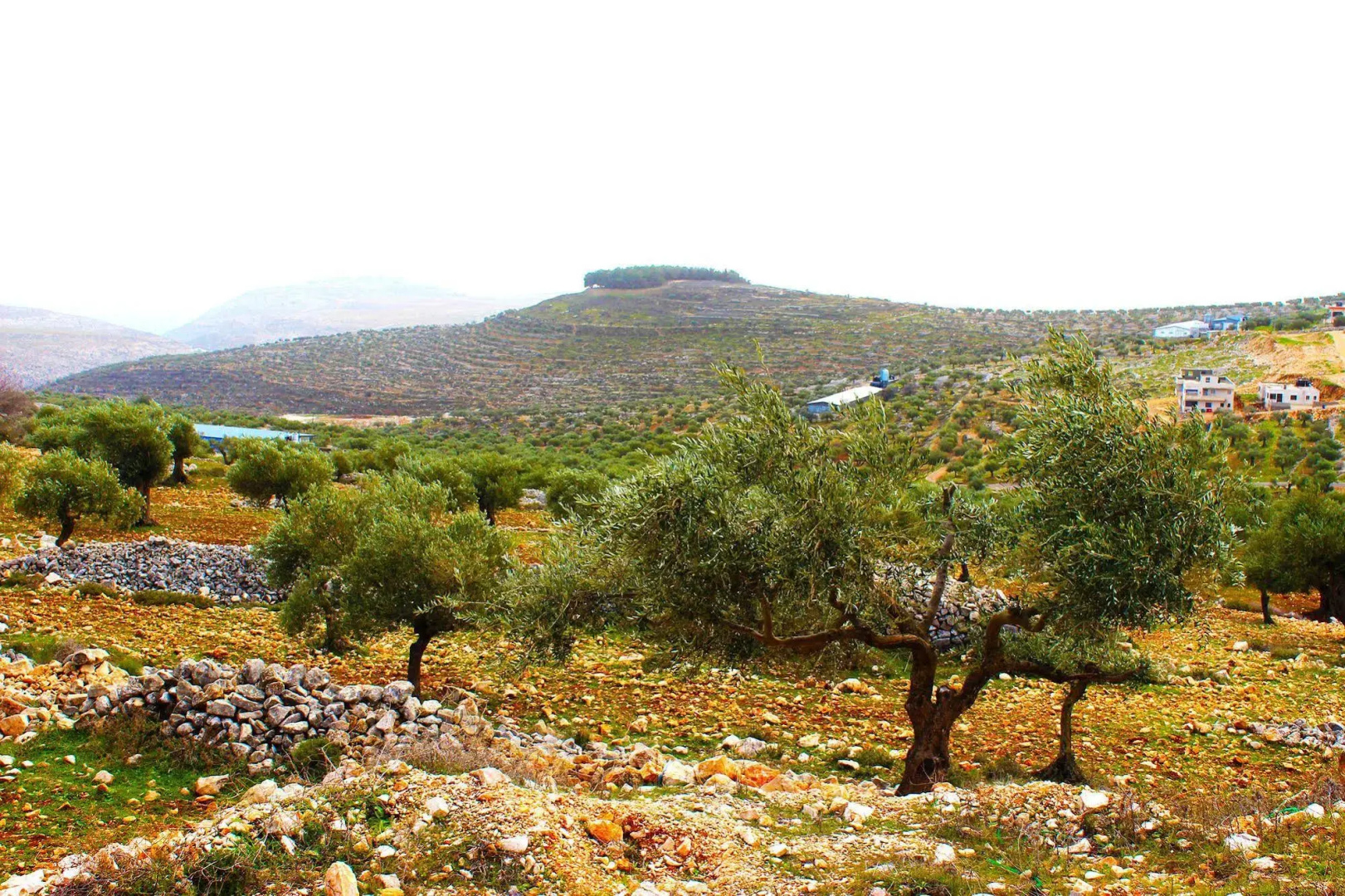 Taybeh Golden Hotel