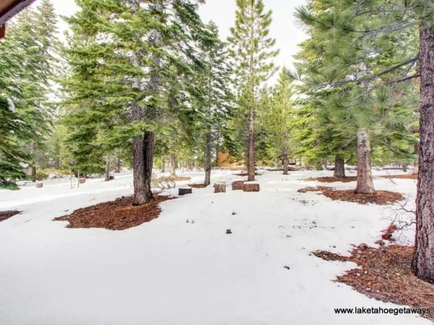 Tall Pines by RedAwning