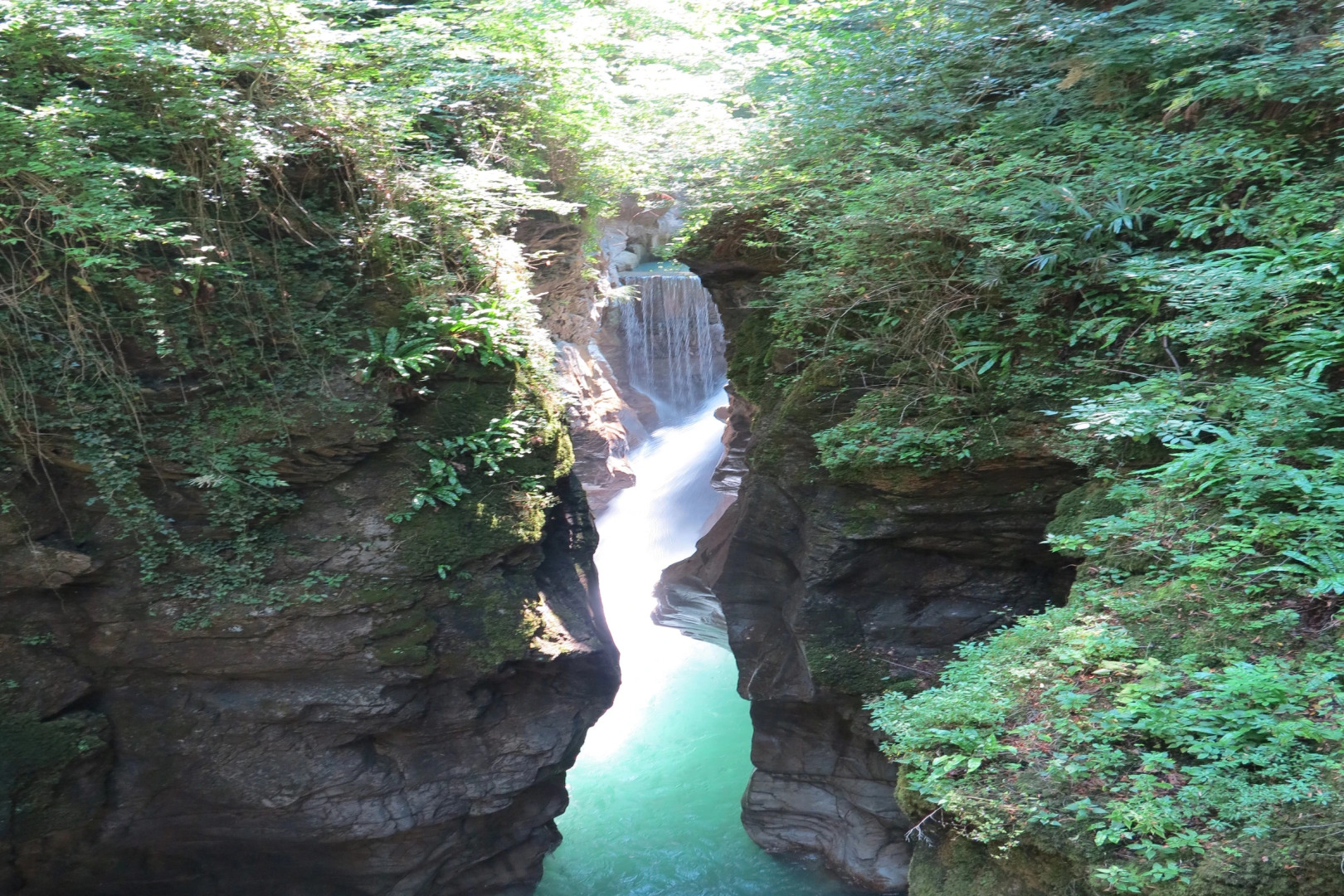 Riva Bellano Camelia 1