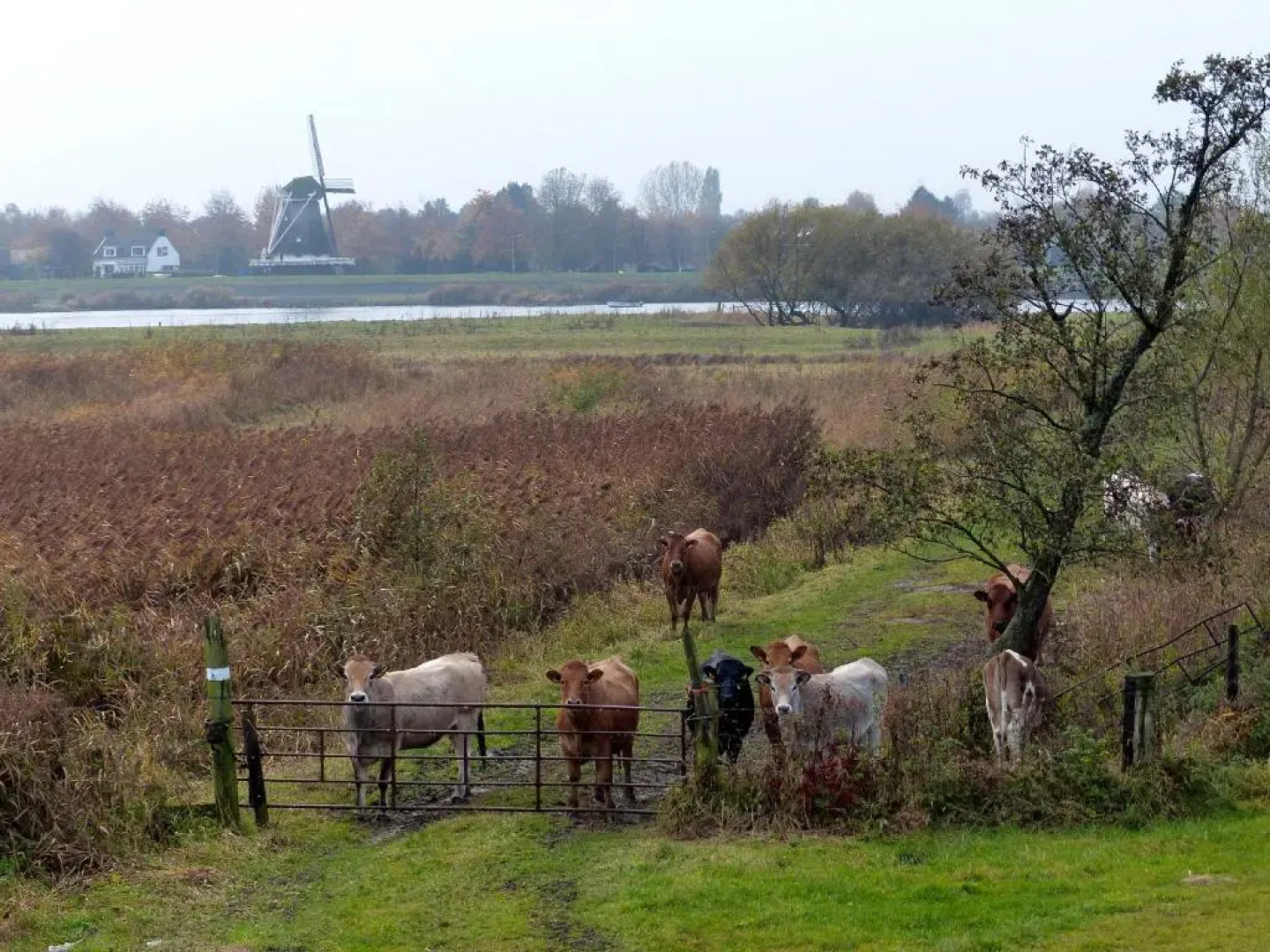 t Geheim van de Molenaer