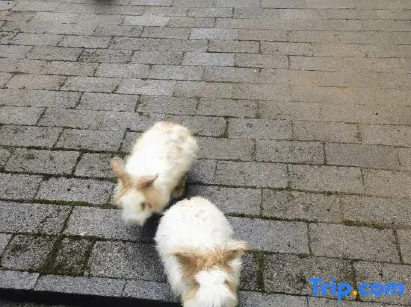 Yichun Xiyuan Linshe Homestay