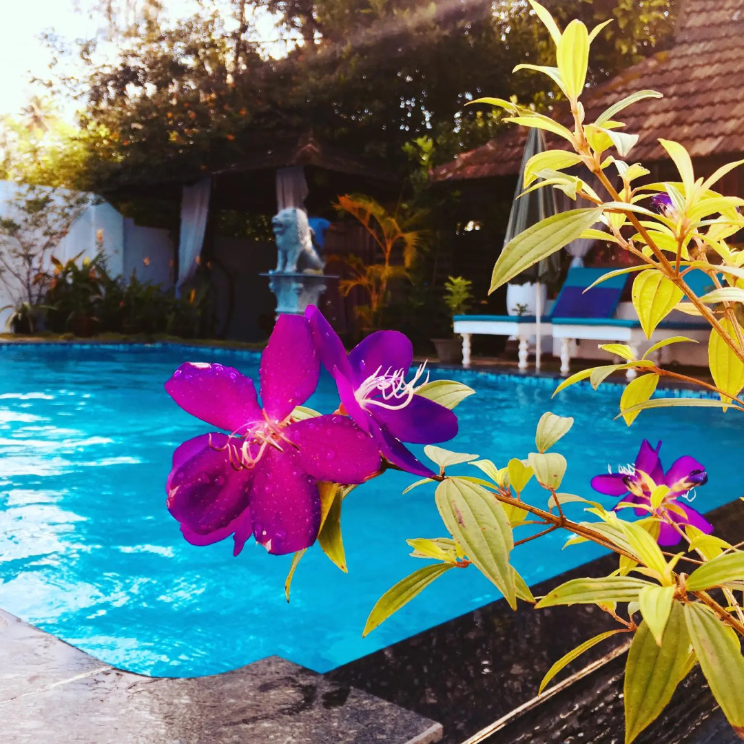 Marari Dreamz Bed and Breakfast