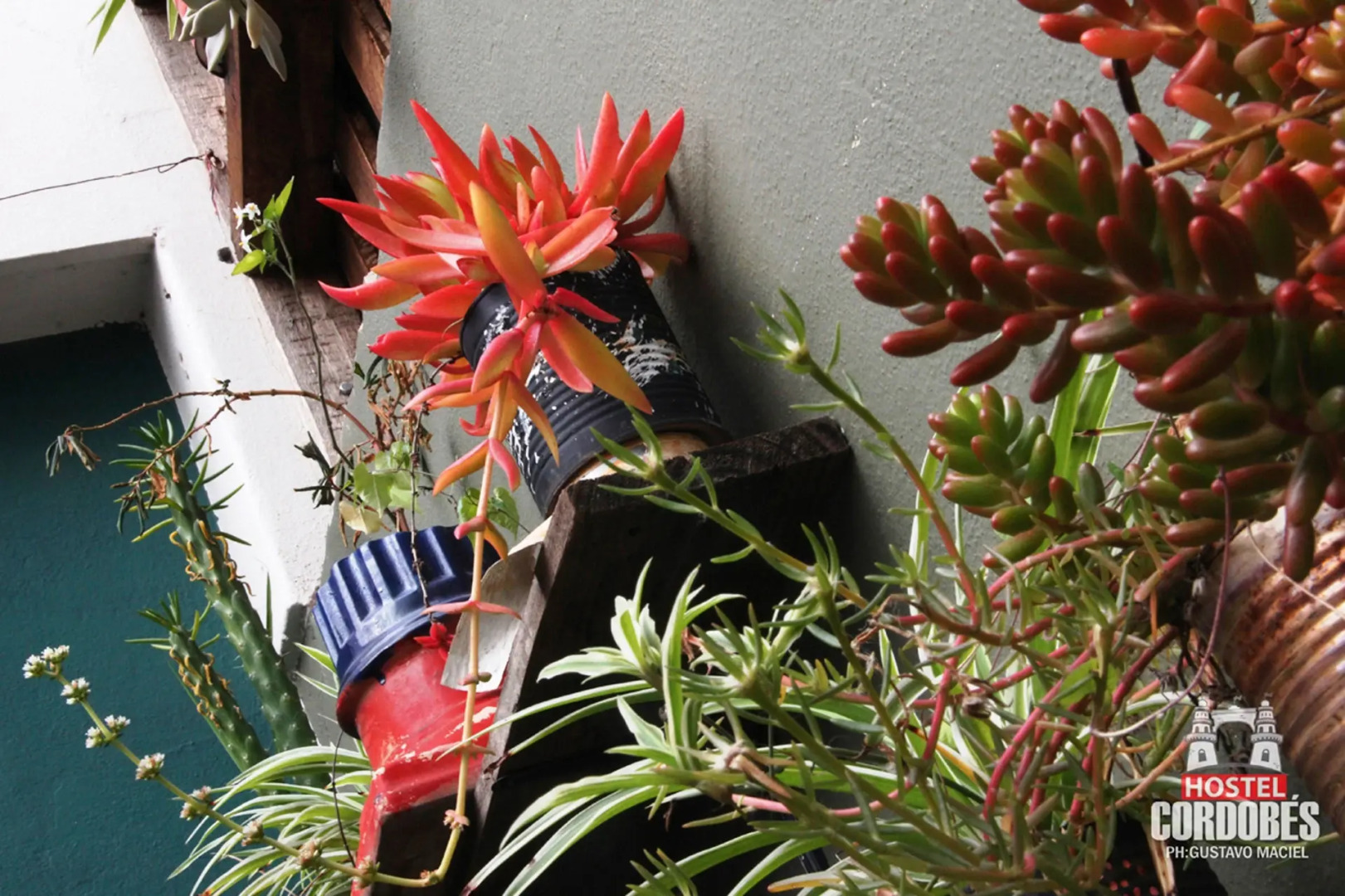 Hostel Cordobes
