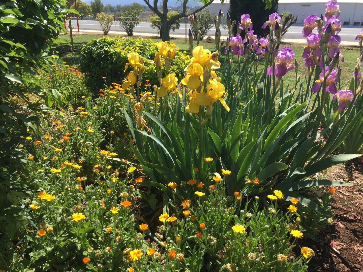 Quirindi Sunflower Motor Inn