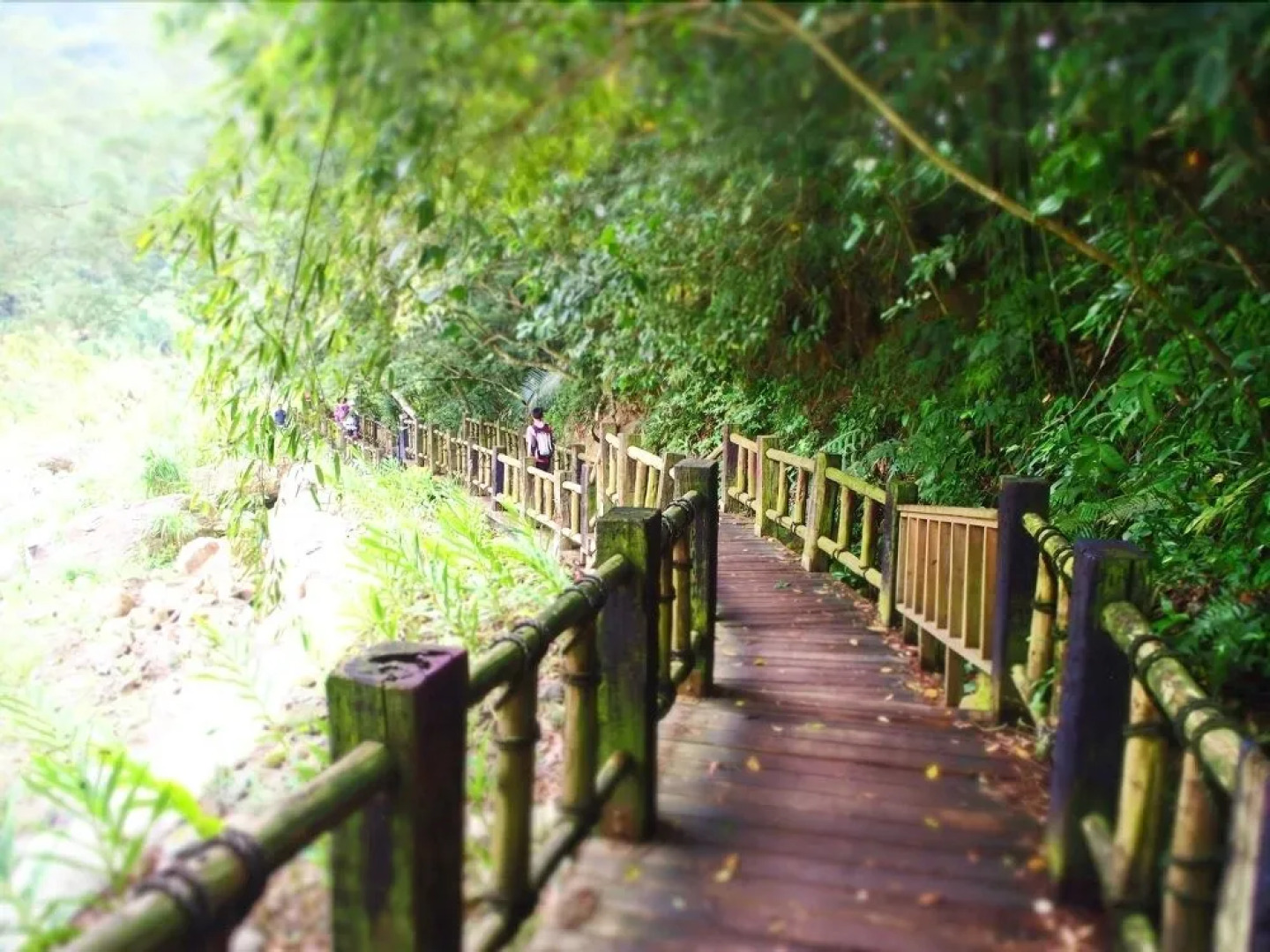 Nanzhuang Olive Tree