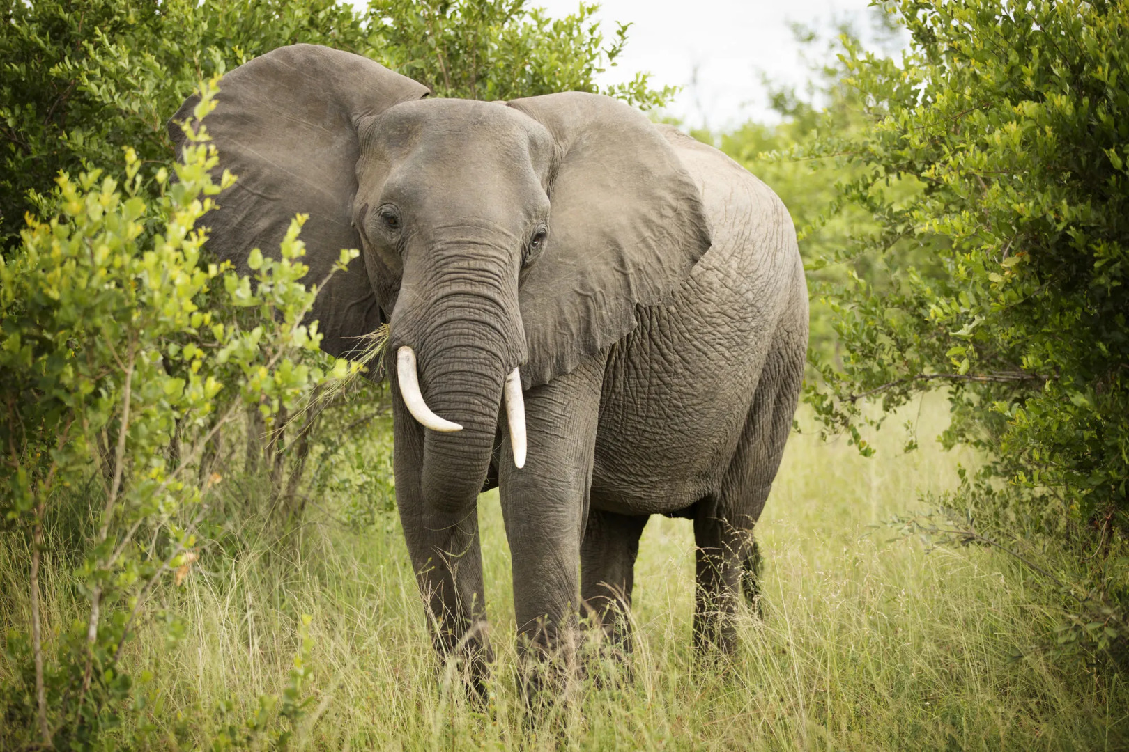 Lukimbi Safari Lodge