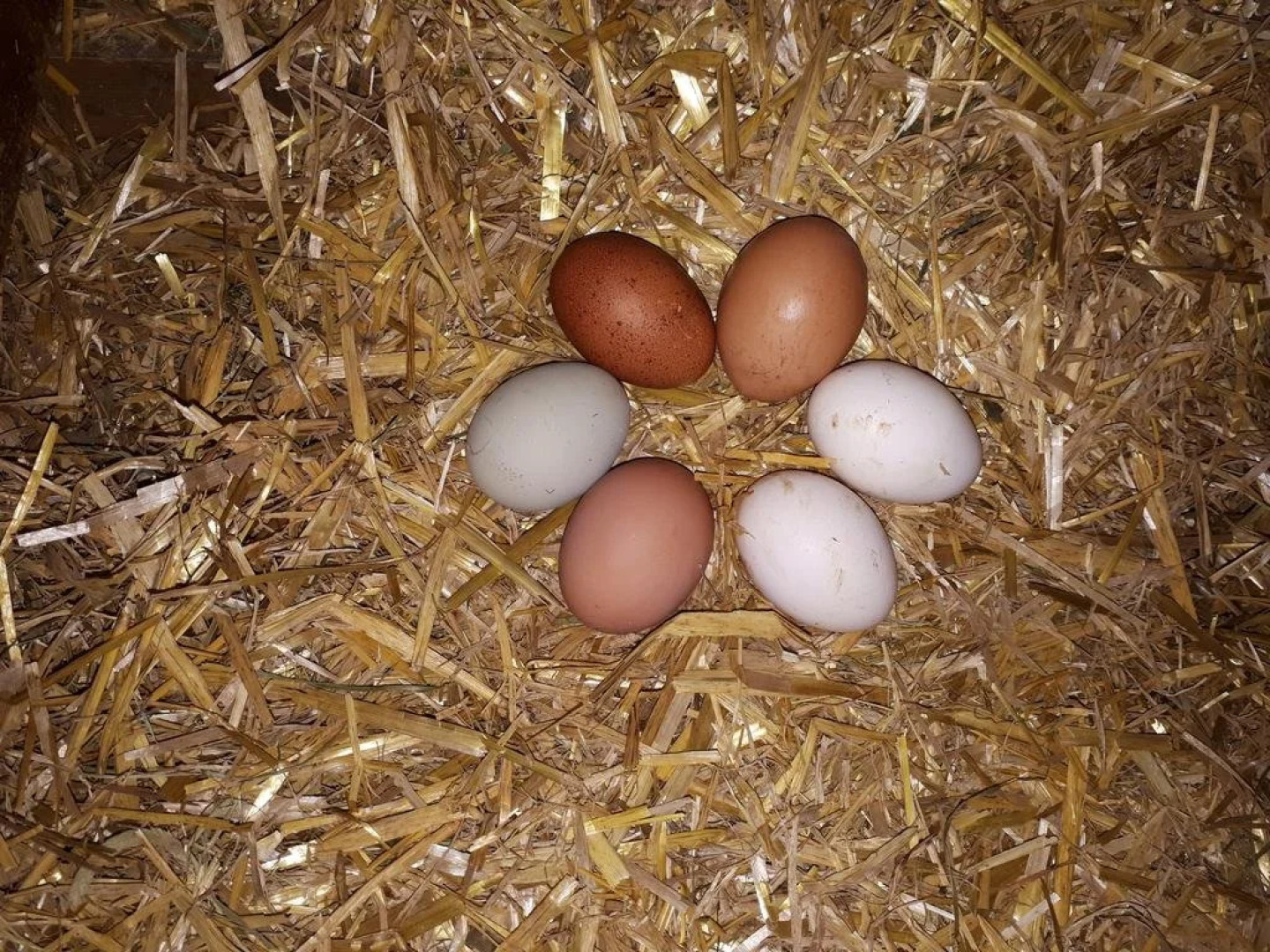 Bio-Bauernhof Grillschmied