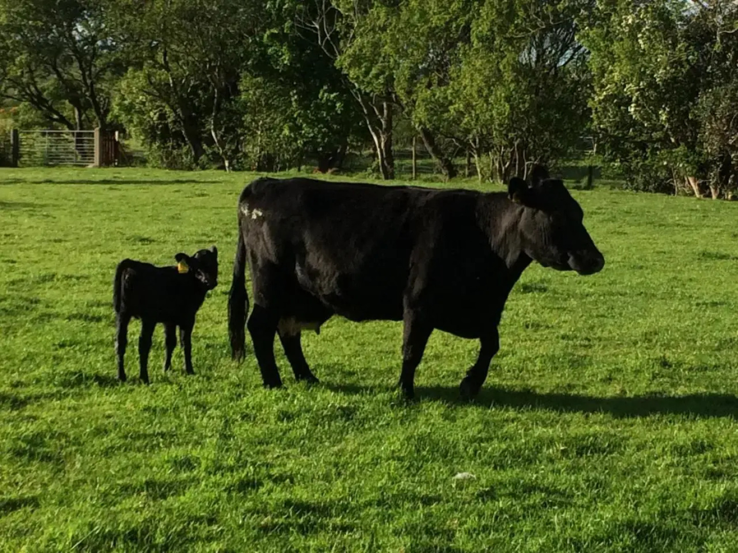 GlenHaven Holiday Accommodation