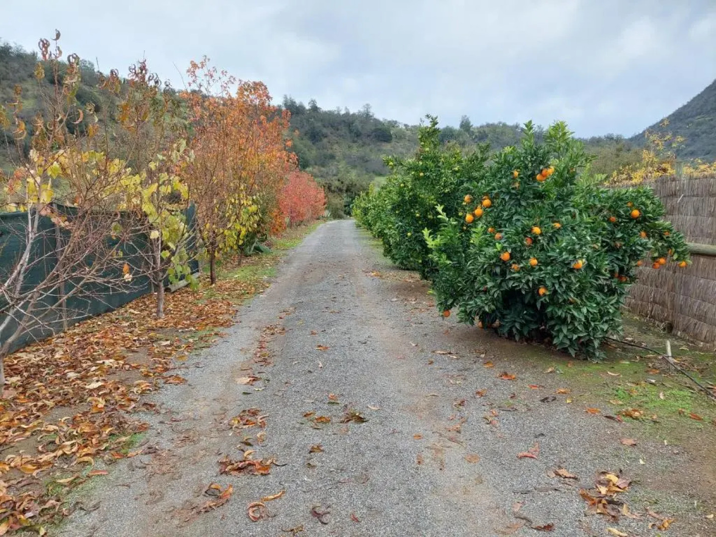 Callihue de Colchagua Lodge