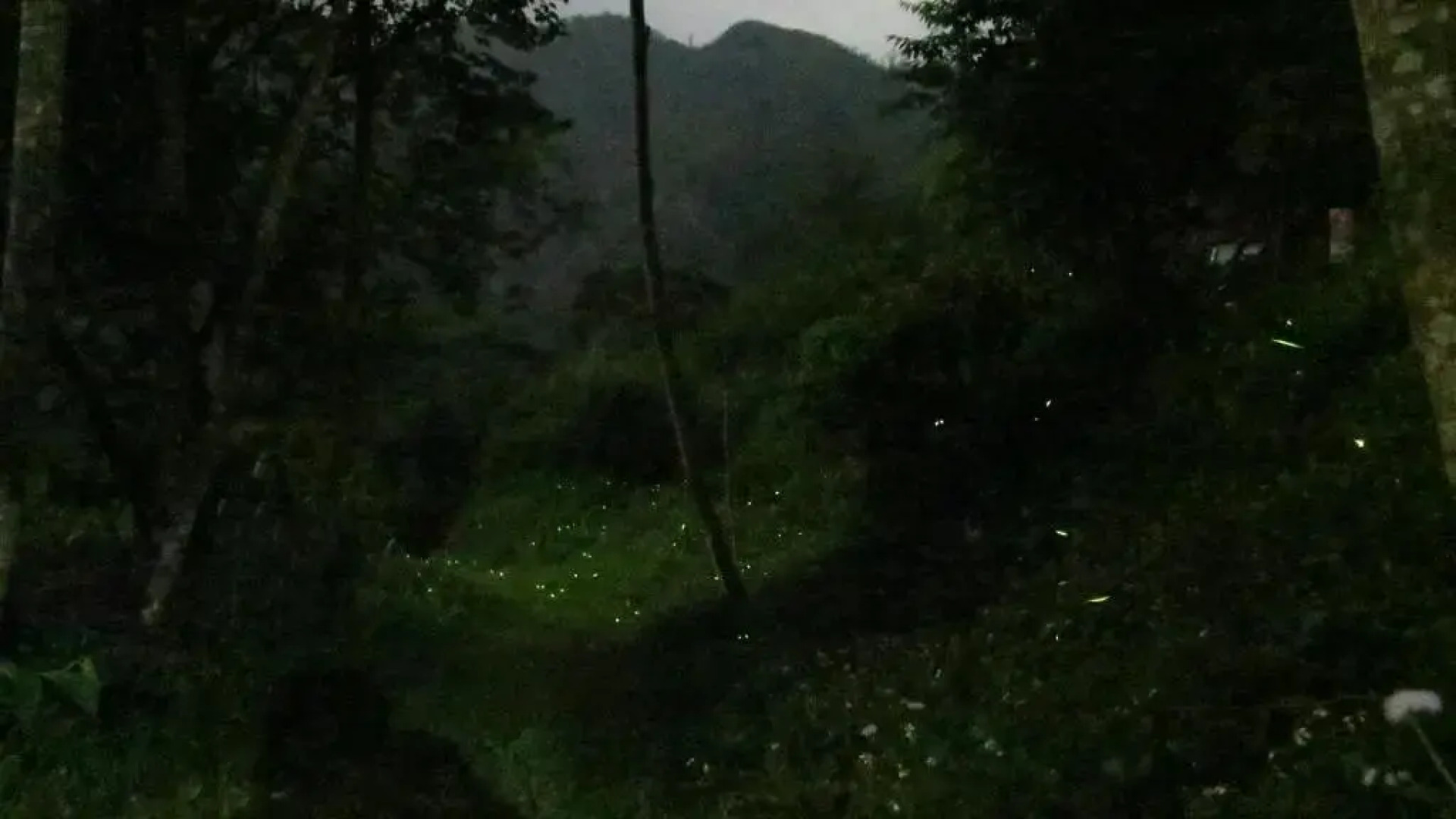 Walk Cloud Bed and Breakfast