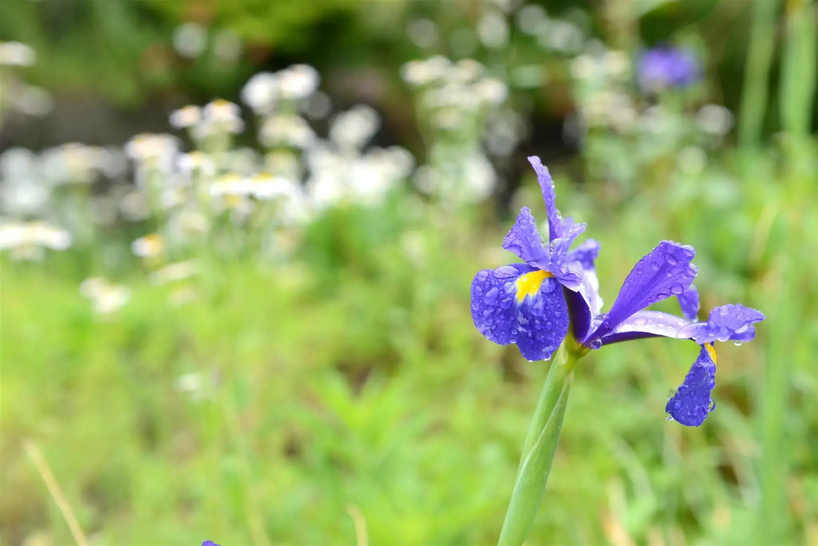 Yufuin Onsen Yufunoi YUHRI
