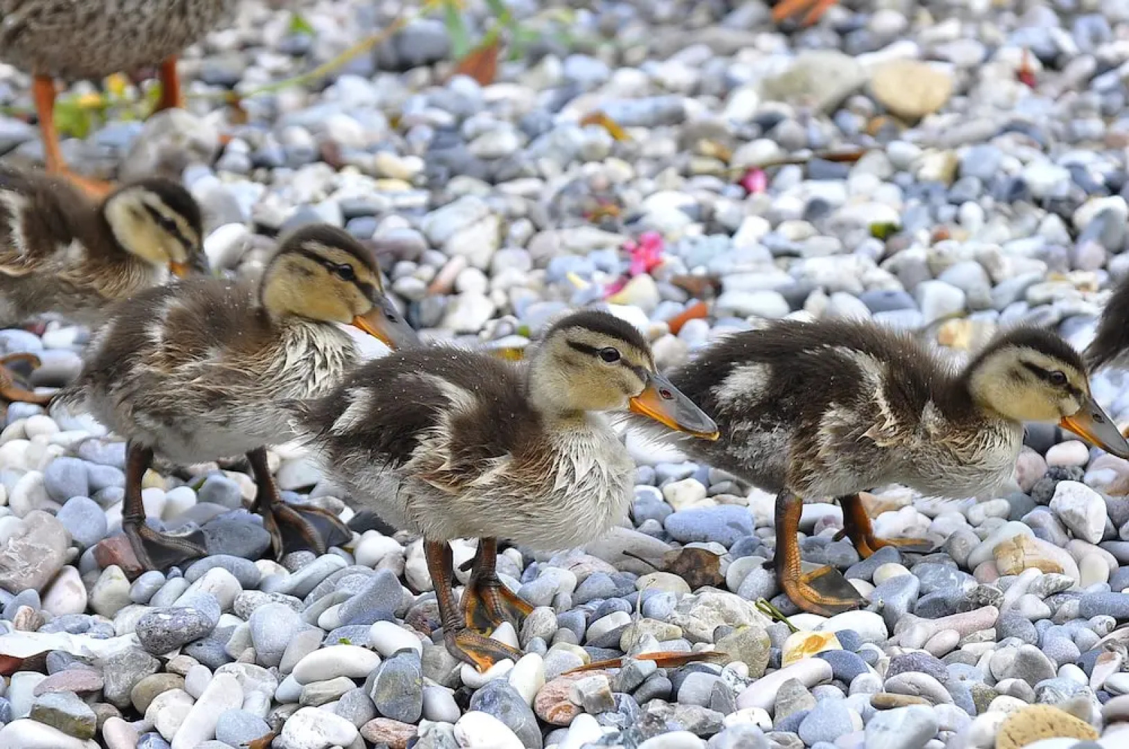 Albergo Meuble' Olivi