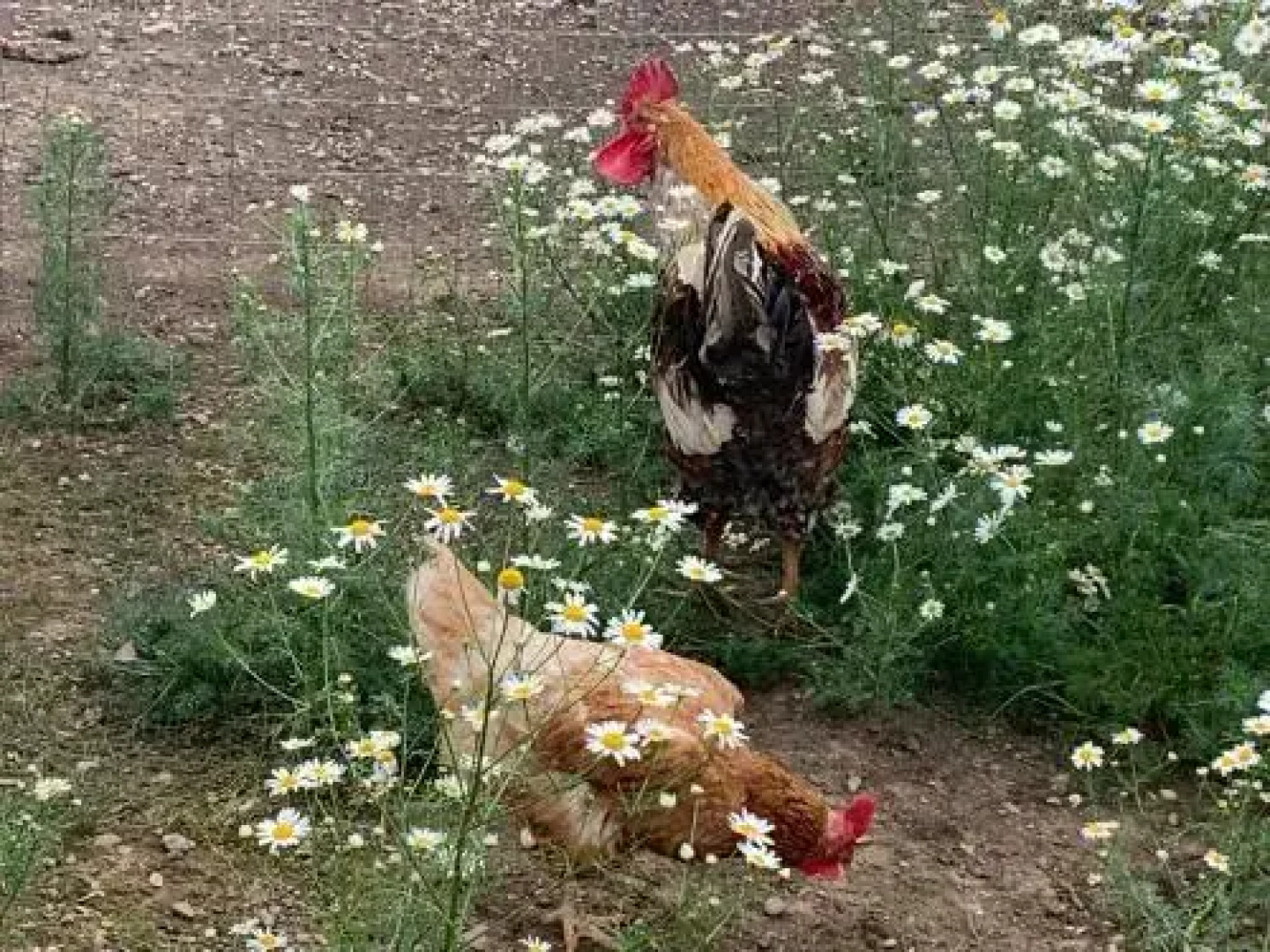 Gesundheitsbauernhof Steffl
