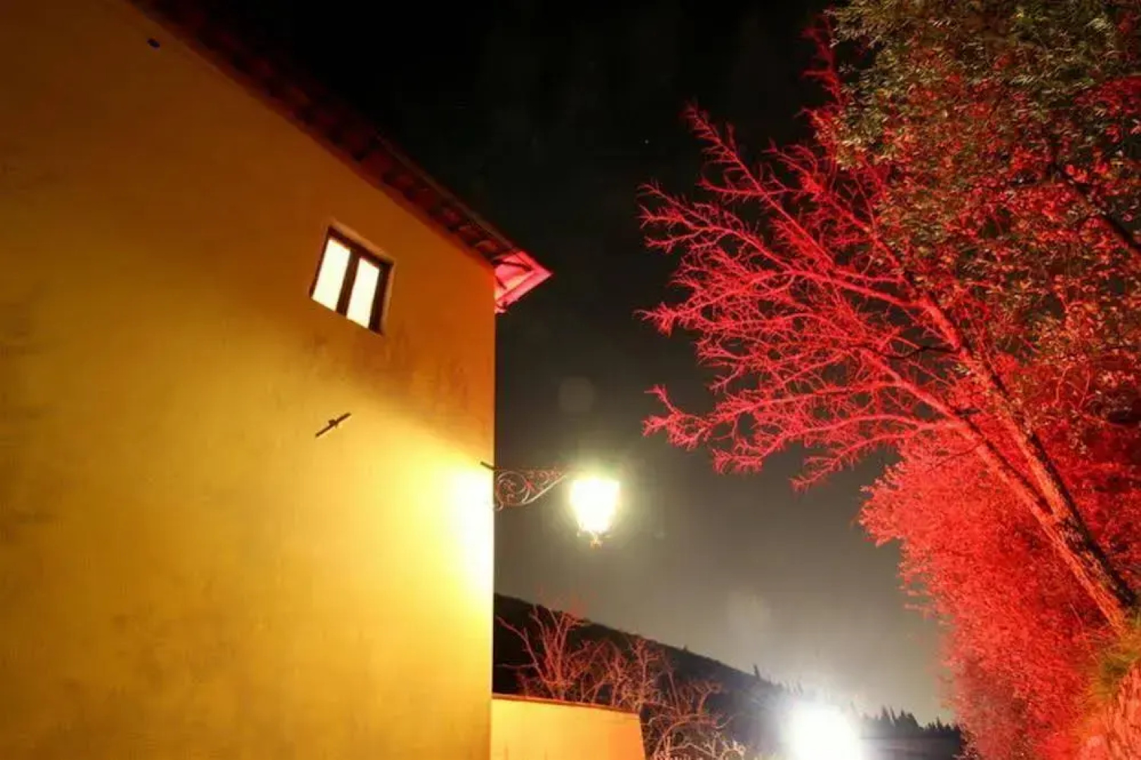 Ulivo Rosso