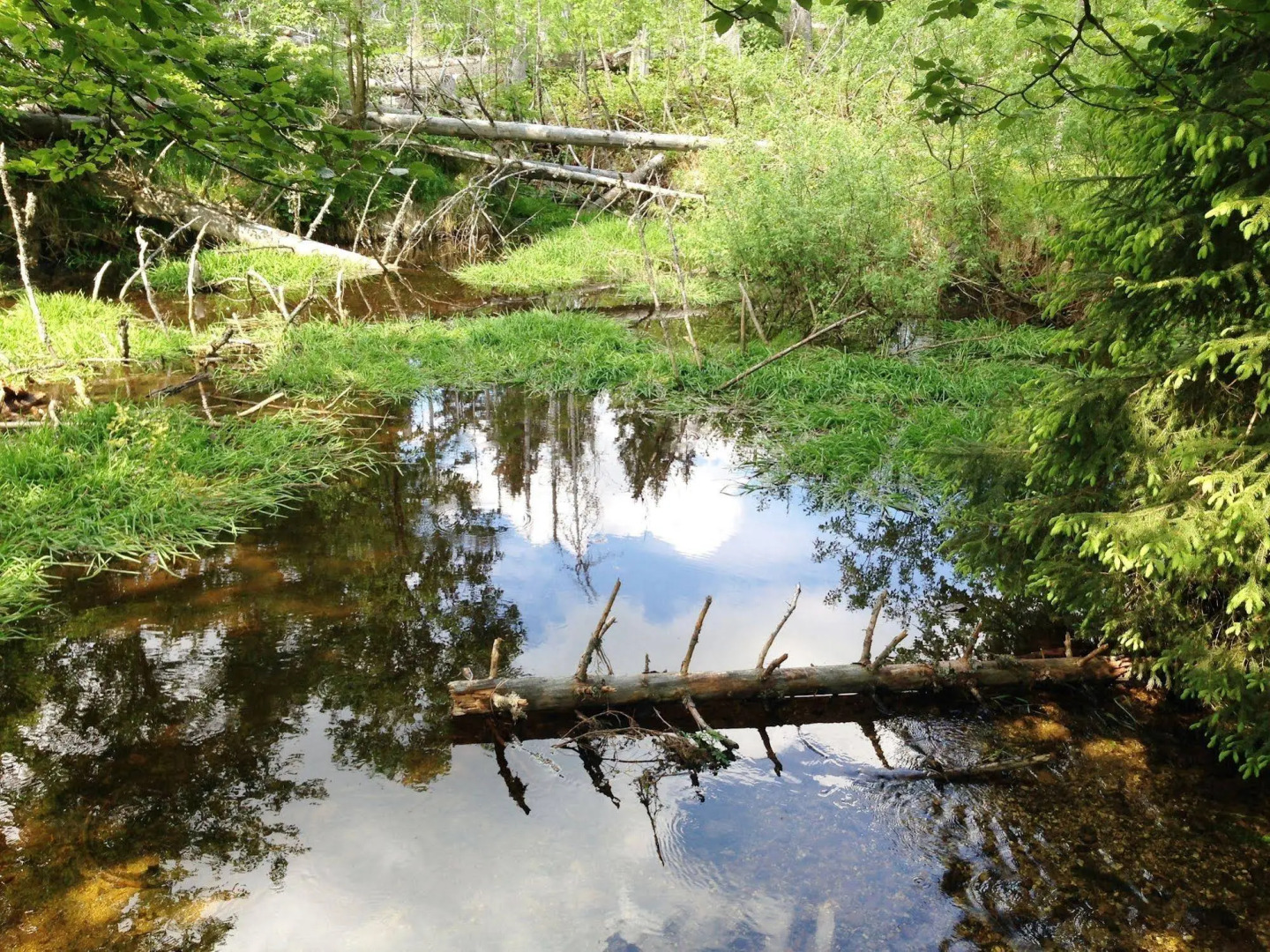Scottish Highlander Guesthouse