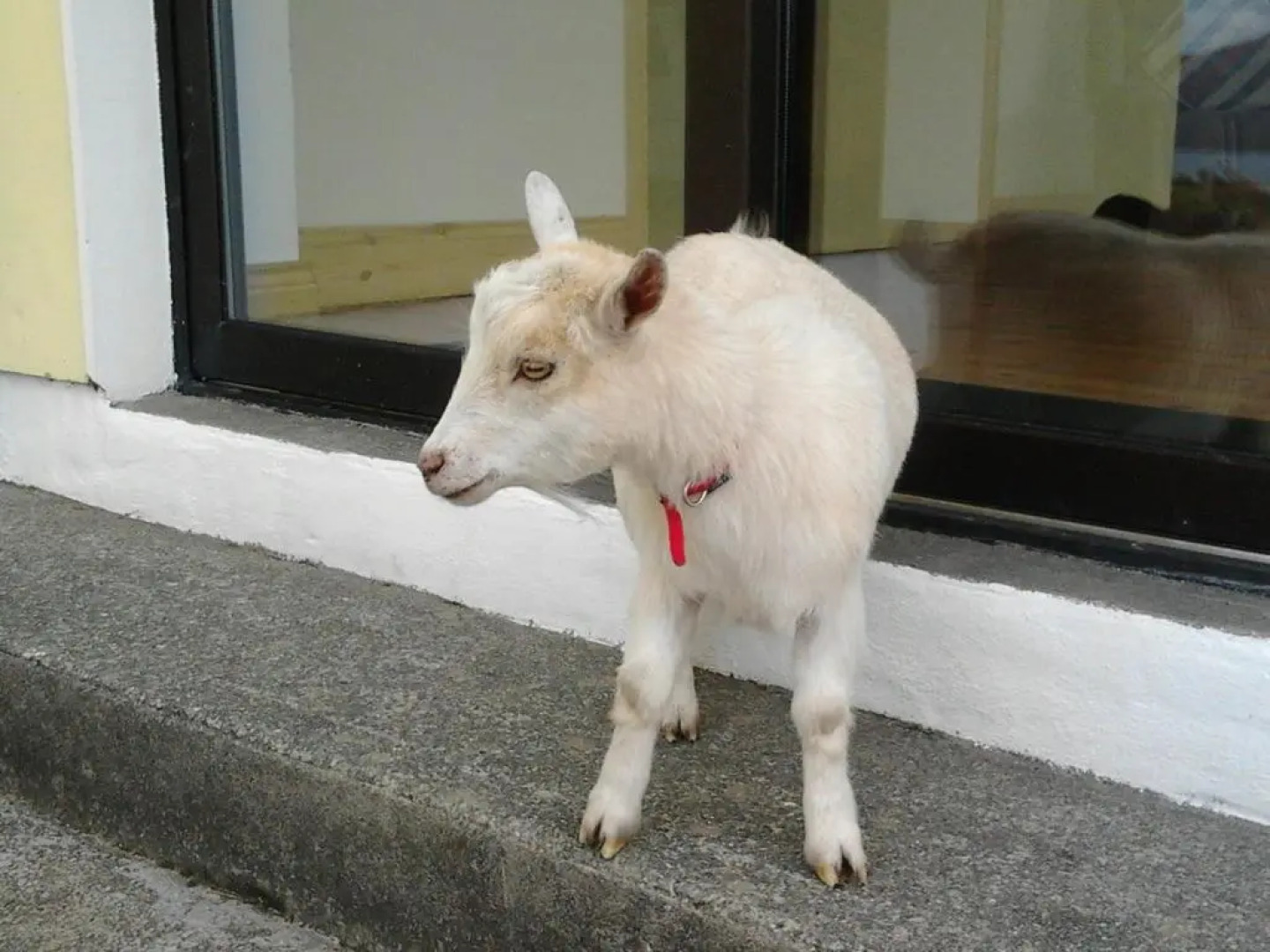 Westland Apartment No. 1